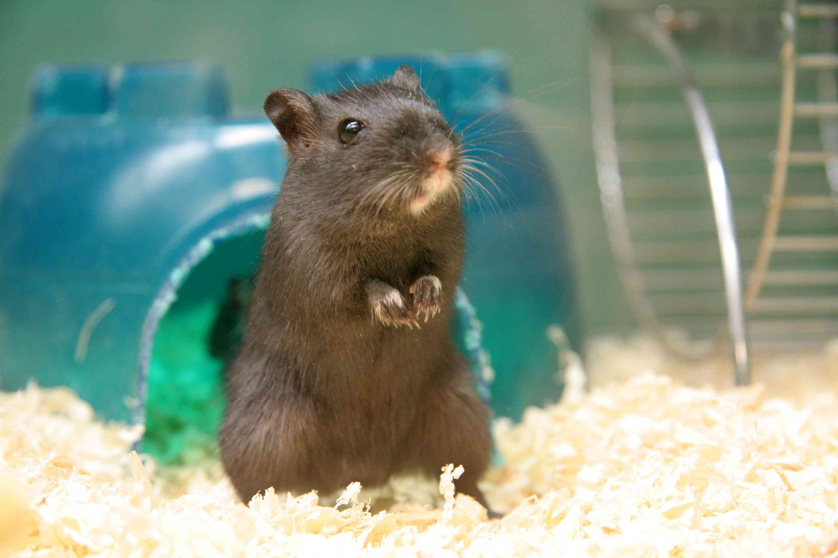 Taming Your Gerbil: Simple, Safe Steps to Build Trust