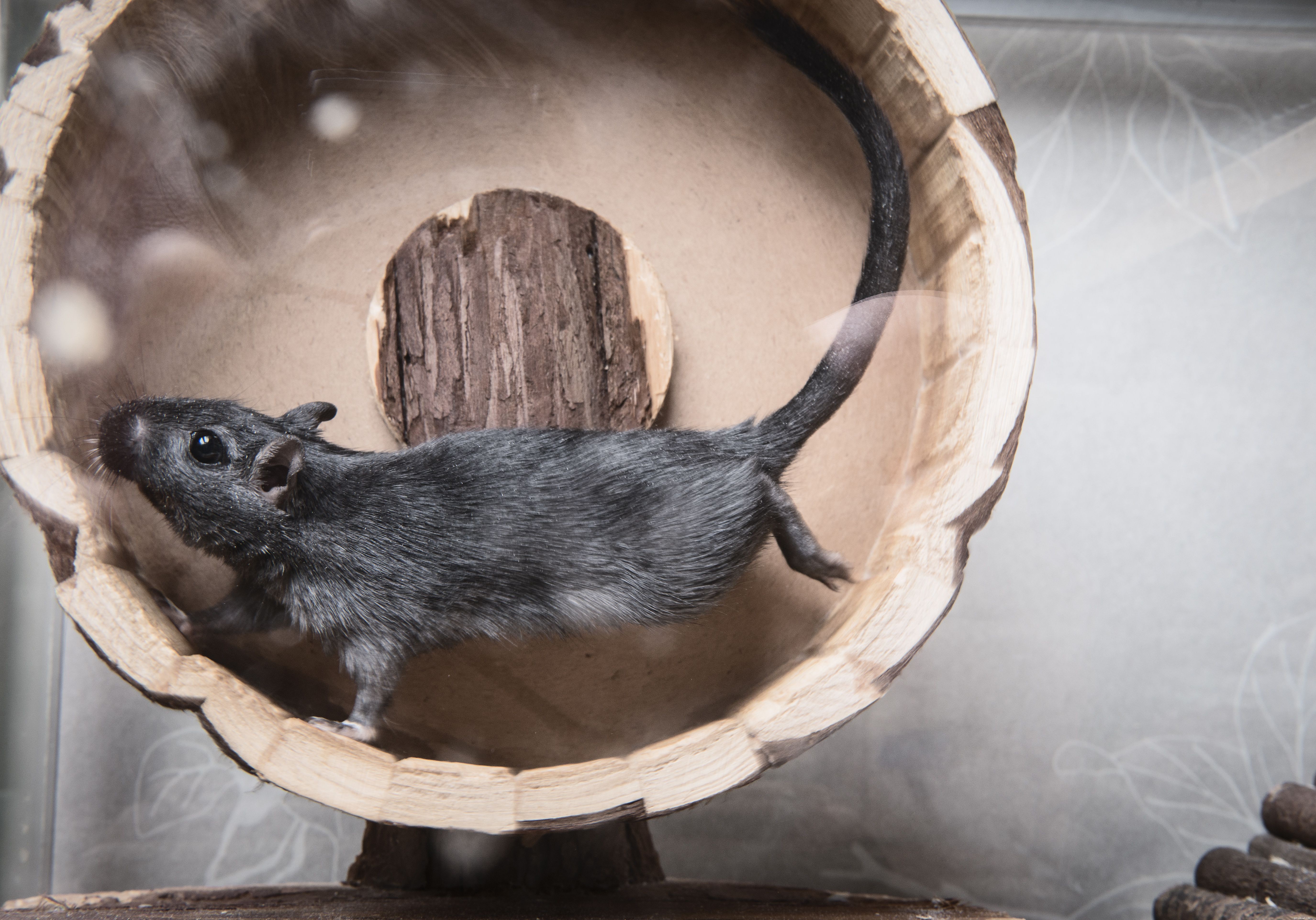 Safe & Engaging Gerbil Toys: Tips for Choosing and Maintaining