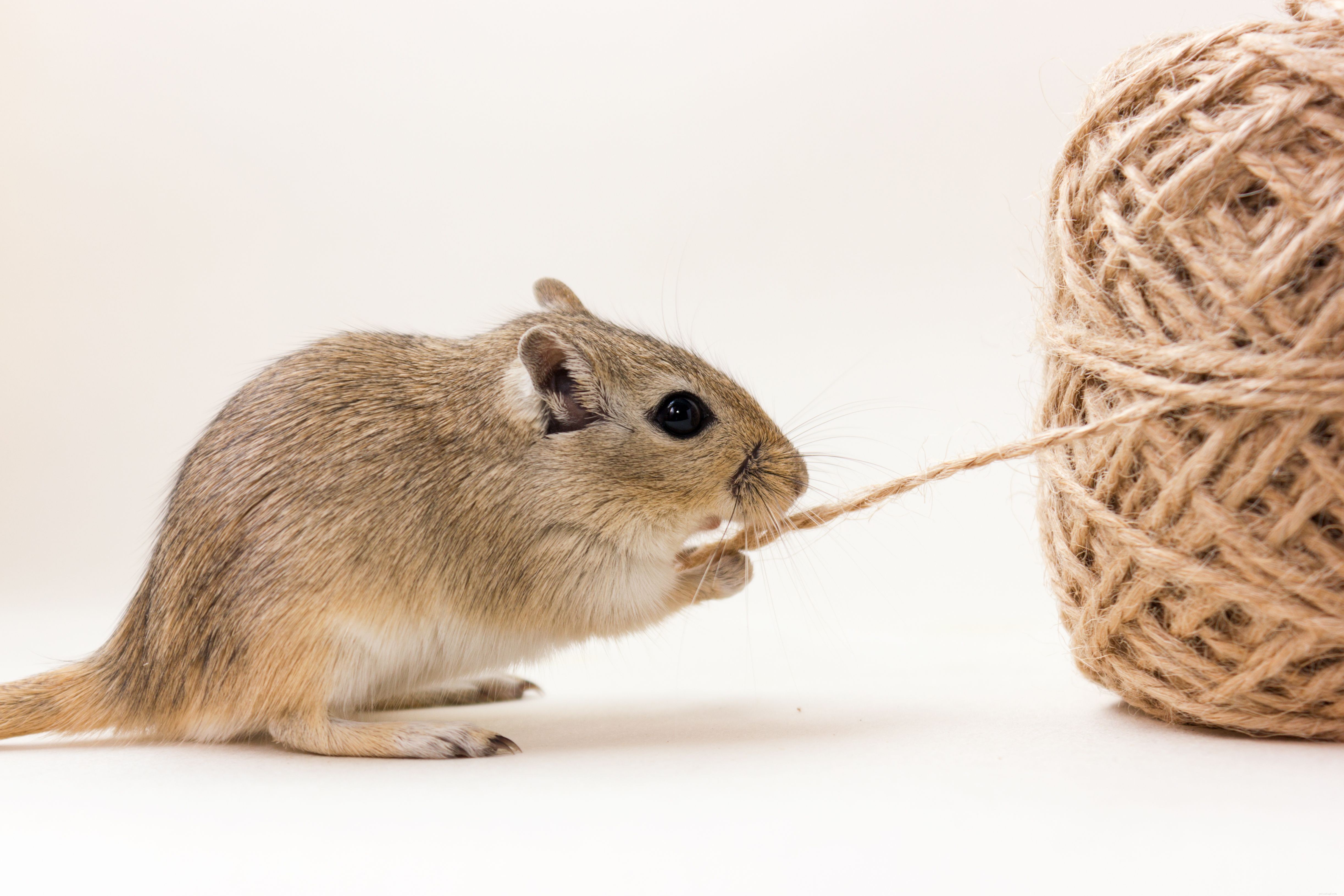 Safe & Engaging Gerbil Toys: Tips for Choosing and Maintaining