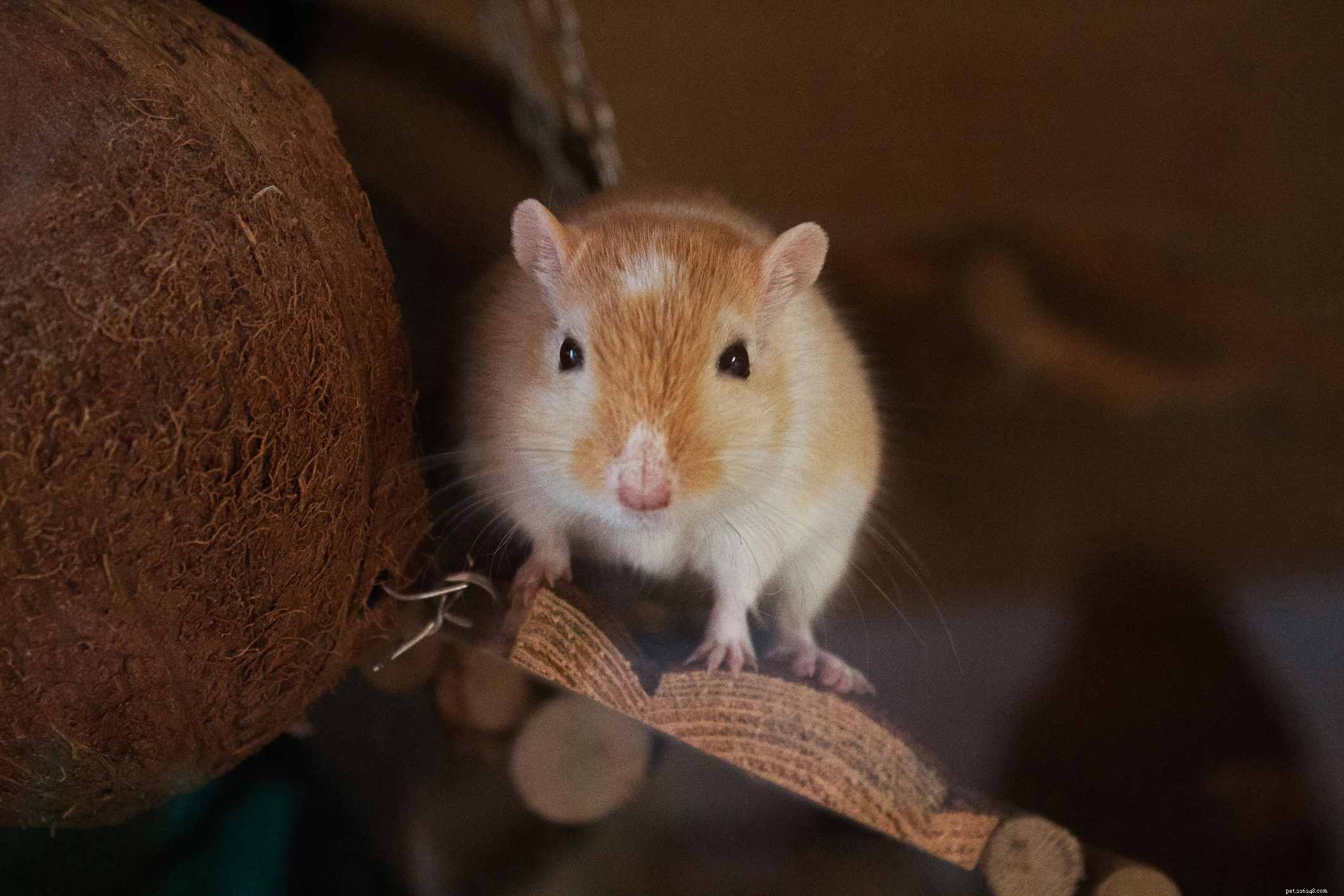 Safe & Engaging Gerbil Toys: Tips for Choosing and Maintaining
