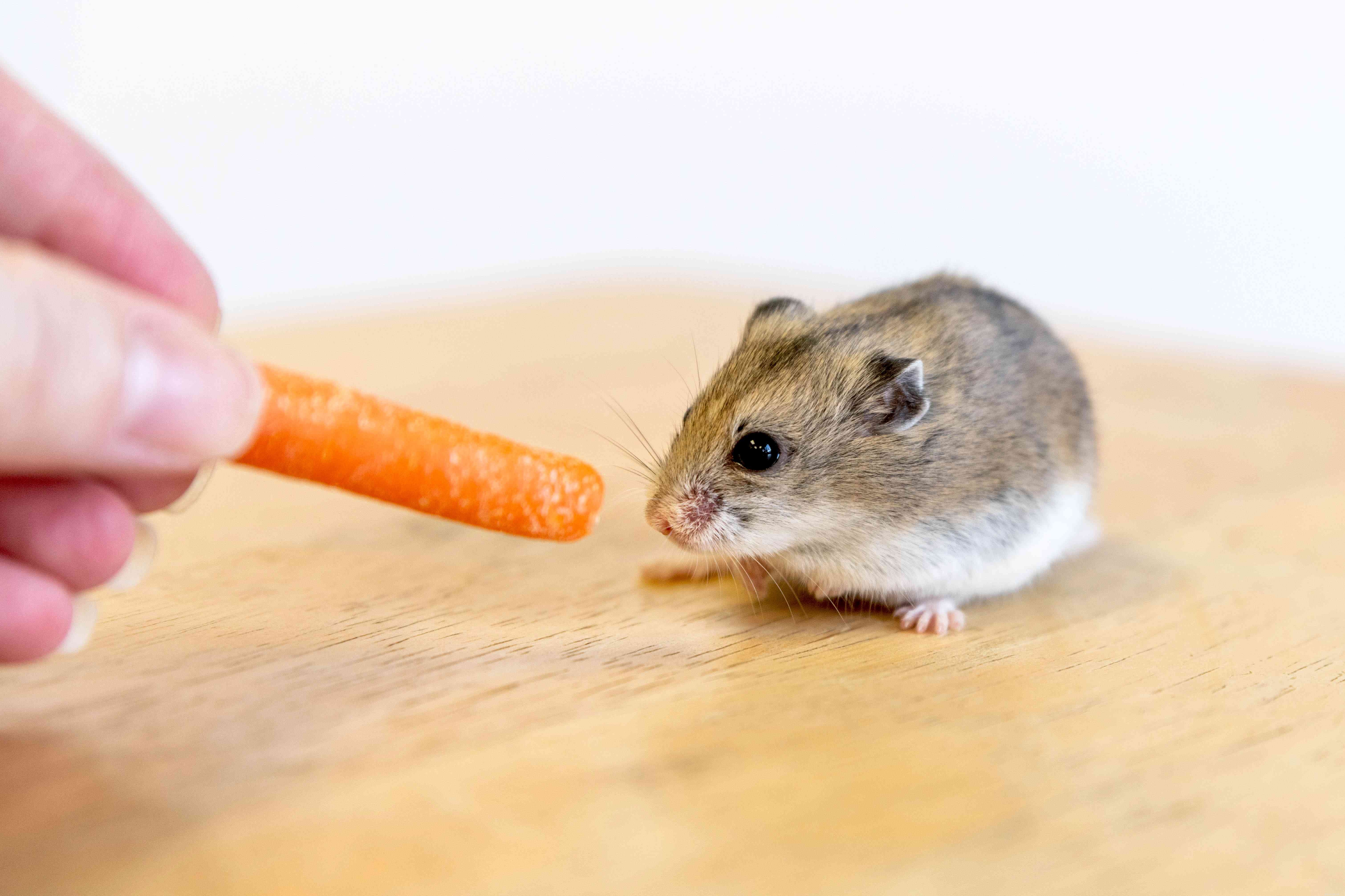 Expert Guide: Taming Your Hamster for Safe, Gentle Handling