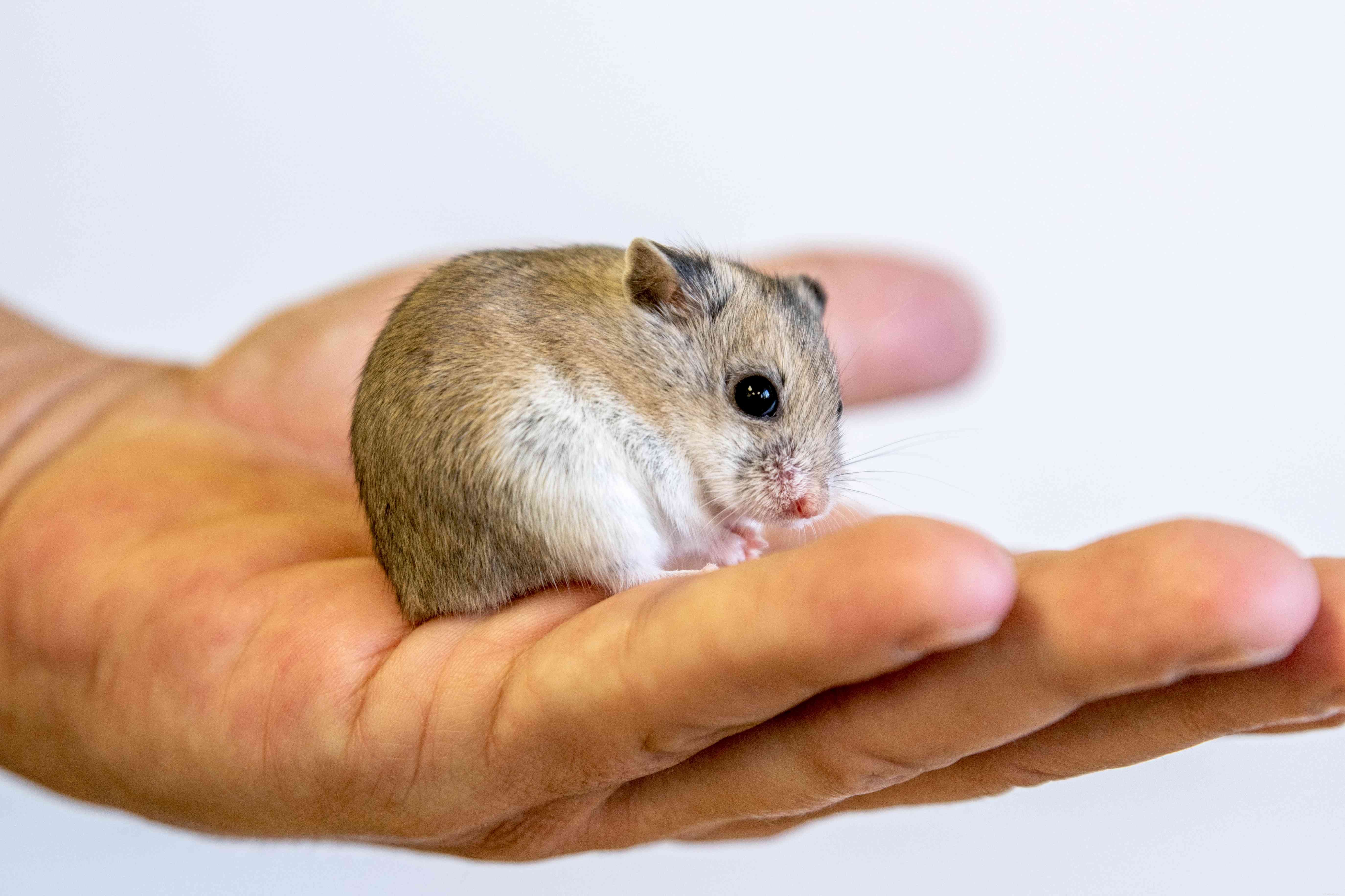Expert Guide: Taming Your Hamster for Safe, Gentle Handling