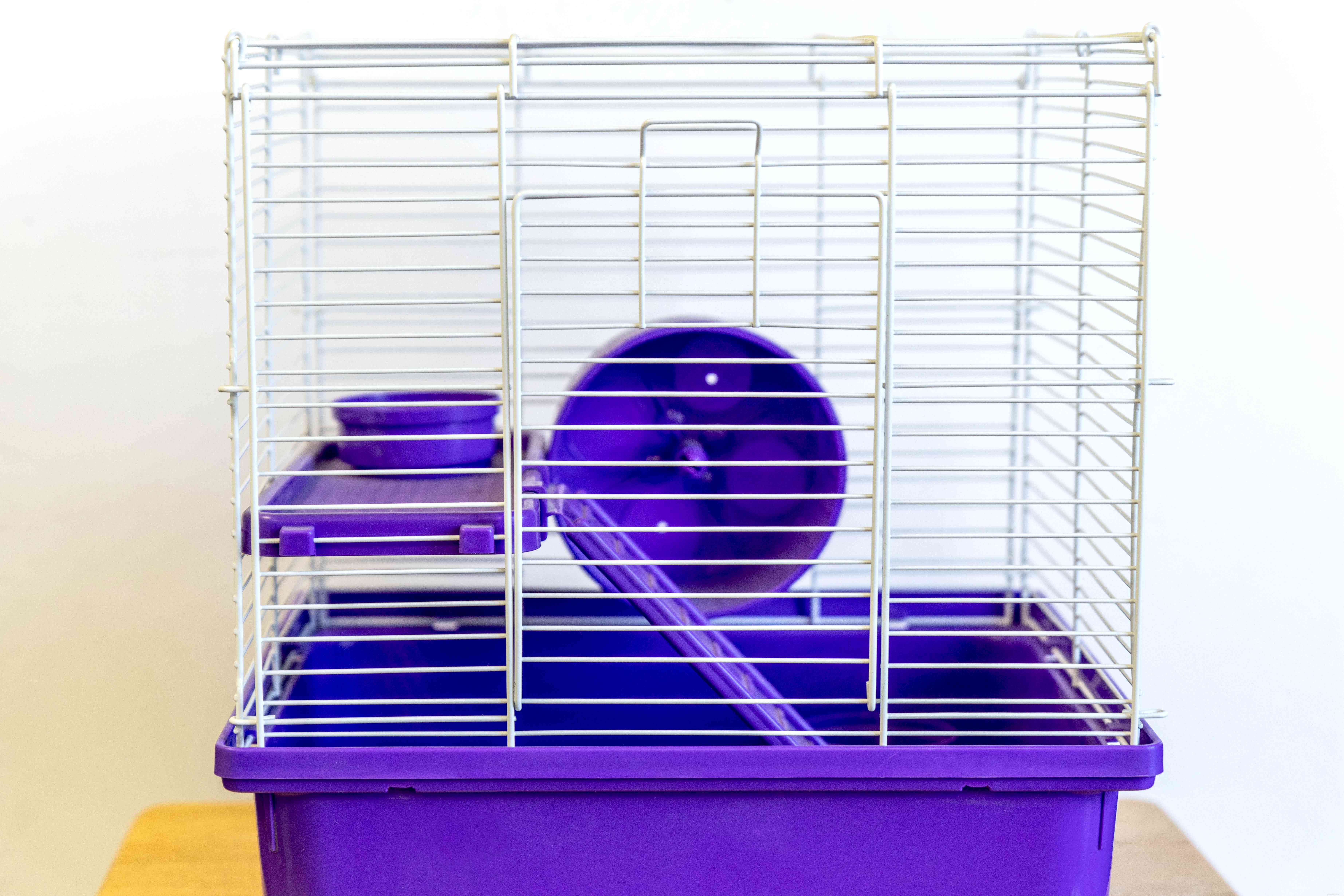 Hamster Care Guide: Choosing, Housing, Feeding & Training