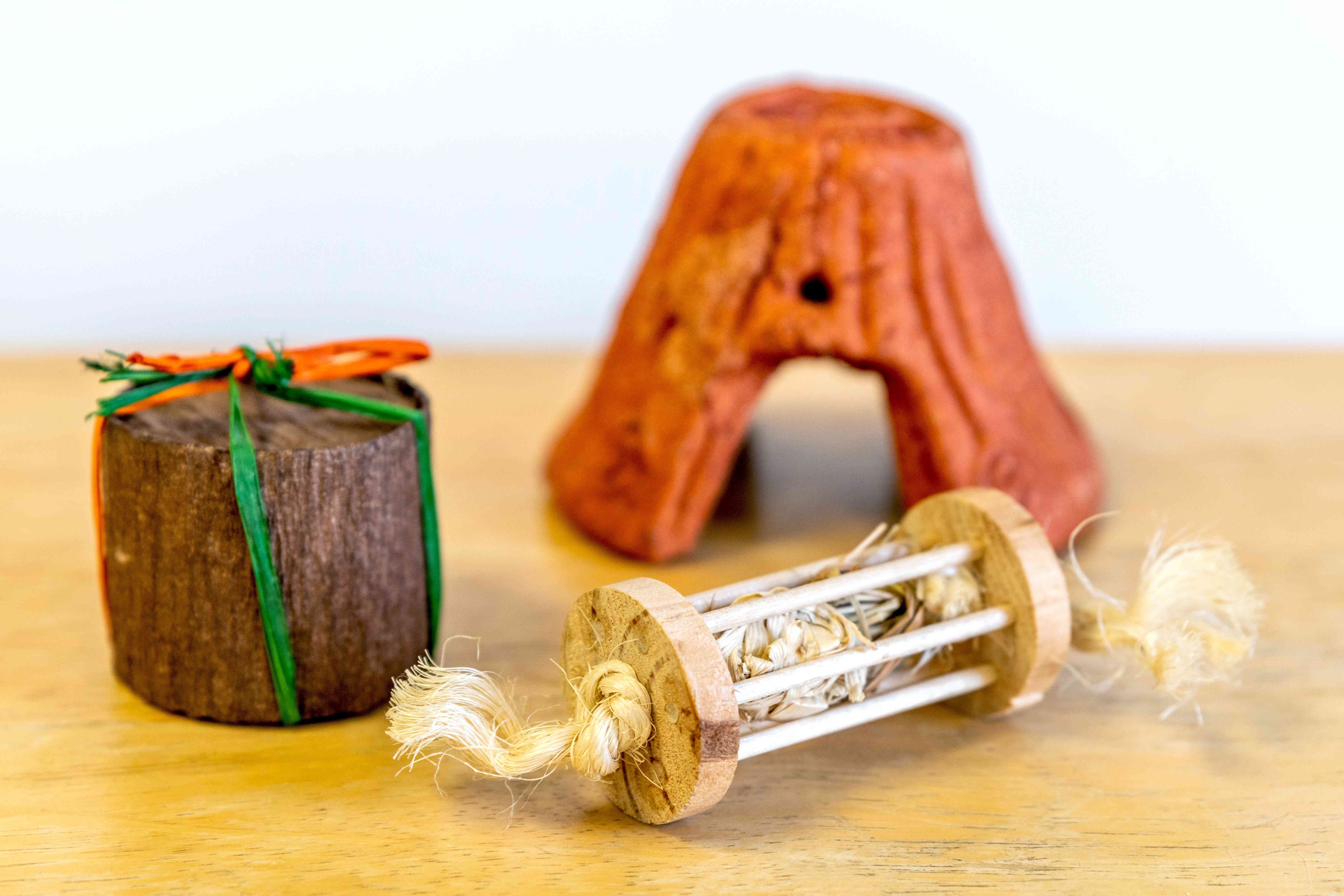 Hamster Care Guide: Choosing, Housing, Feeding & Training