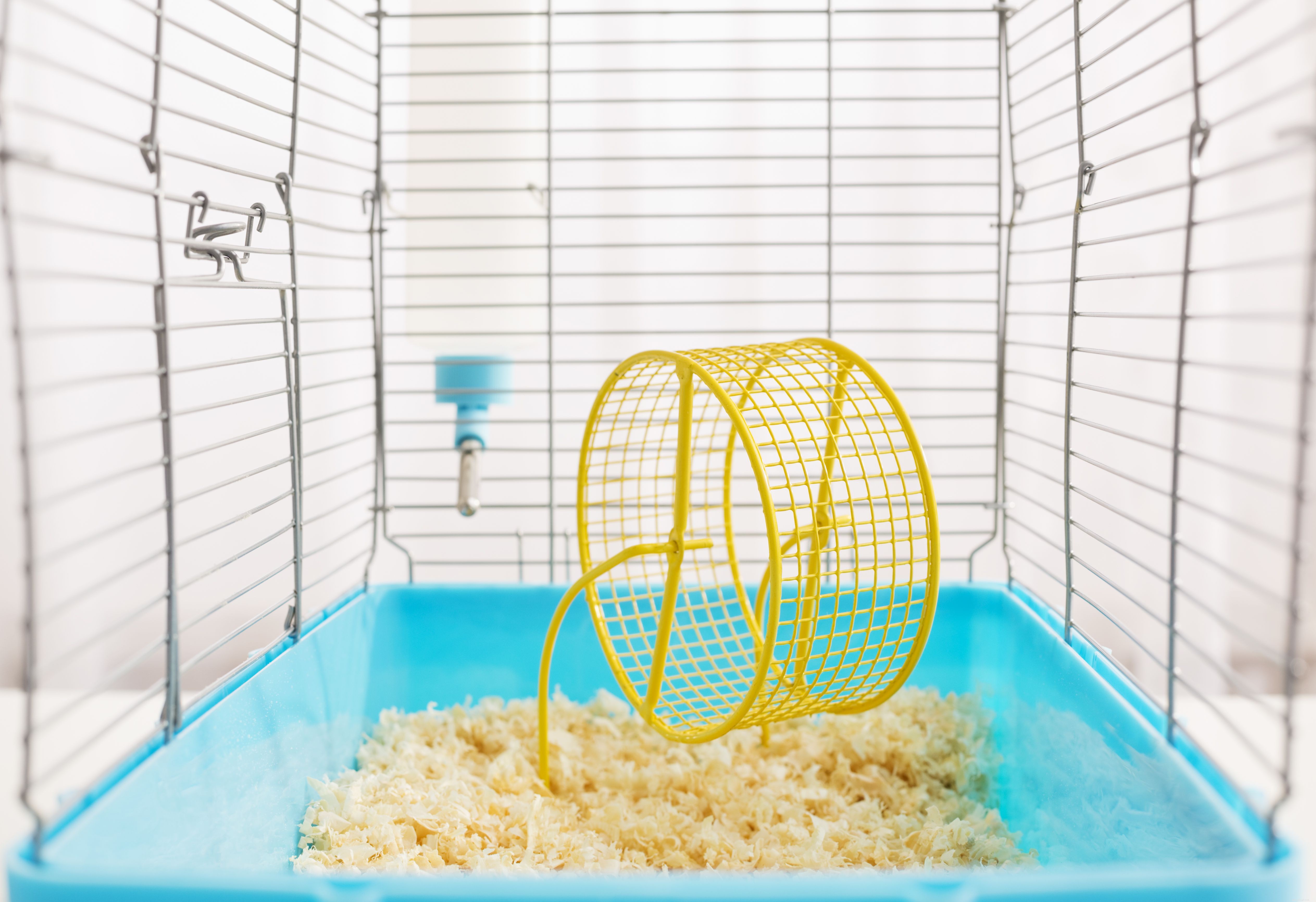 Choosing the Right Dwarf Hamster Cage: Size, Safety, and Cleanliness