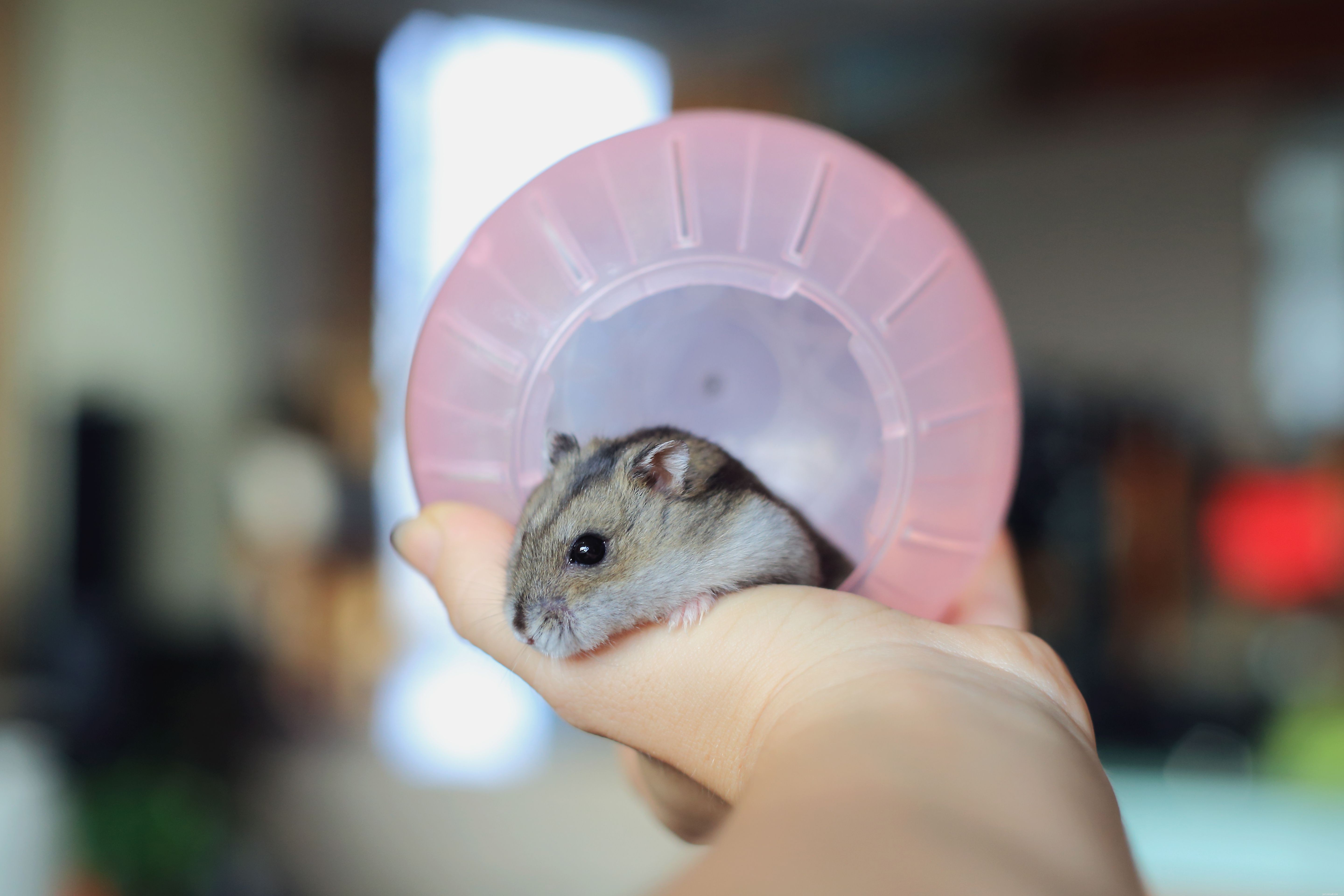 Choosing the Right Dwarf Hamster Cage: Size, Safety, and Cleanliness