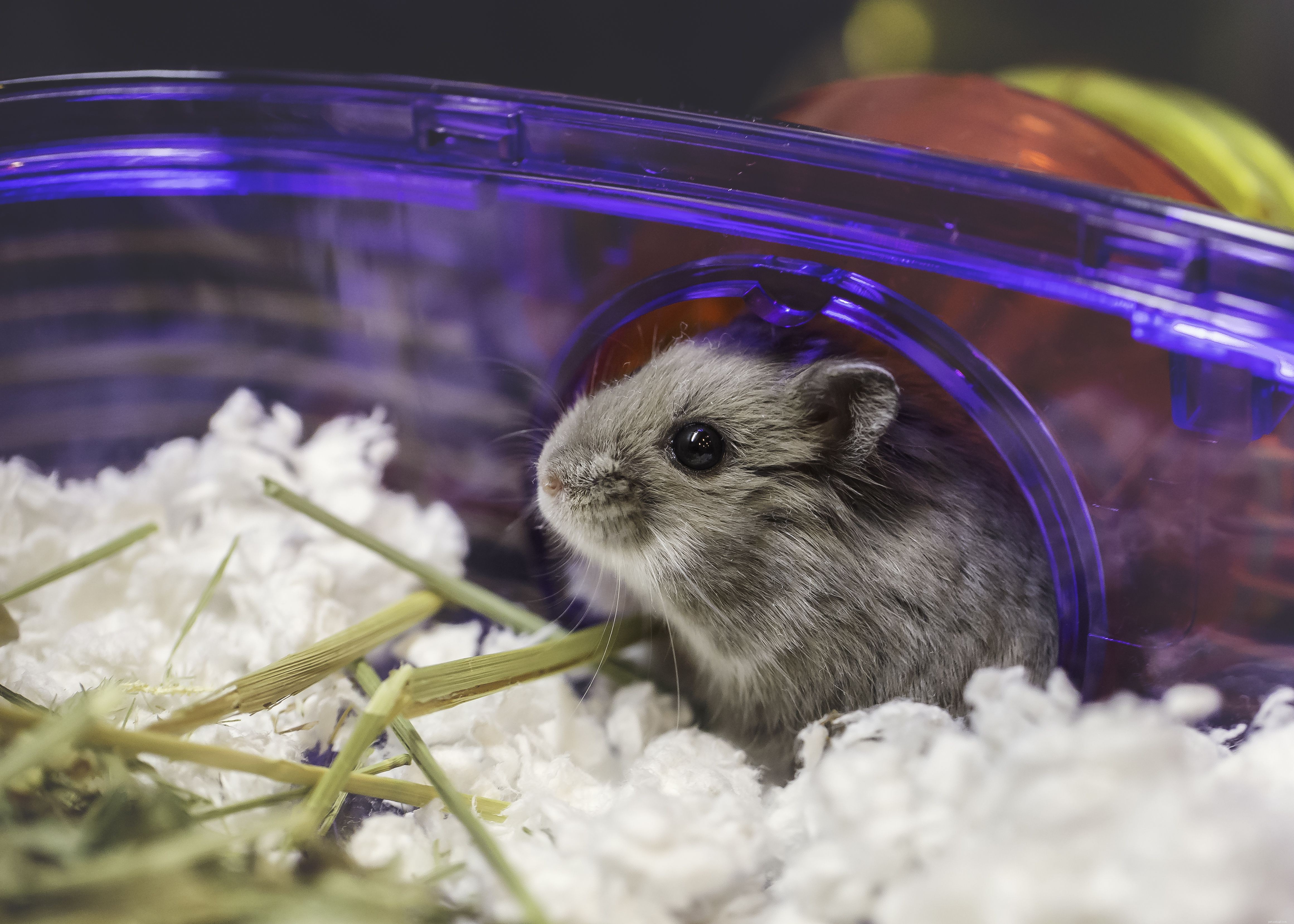 Choosing the Right Dwarf Hamster Cage: Size, Safety, and Cleanliness