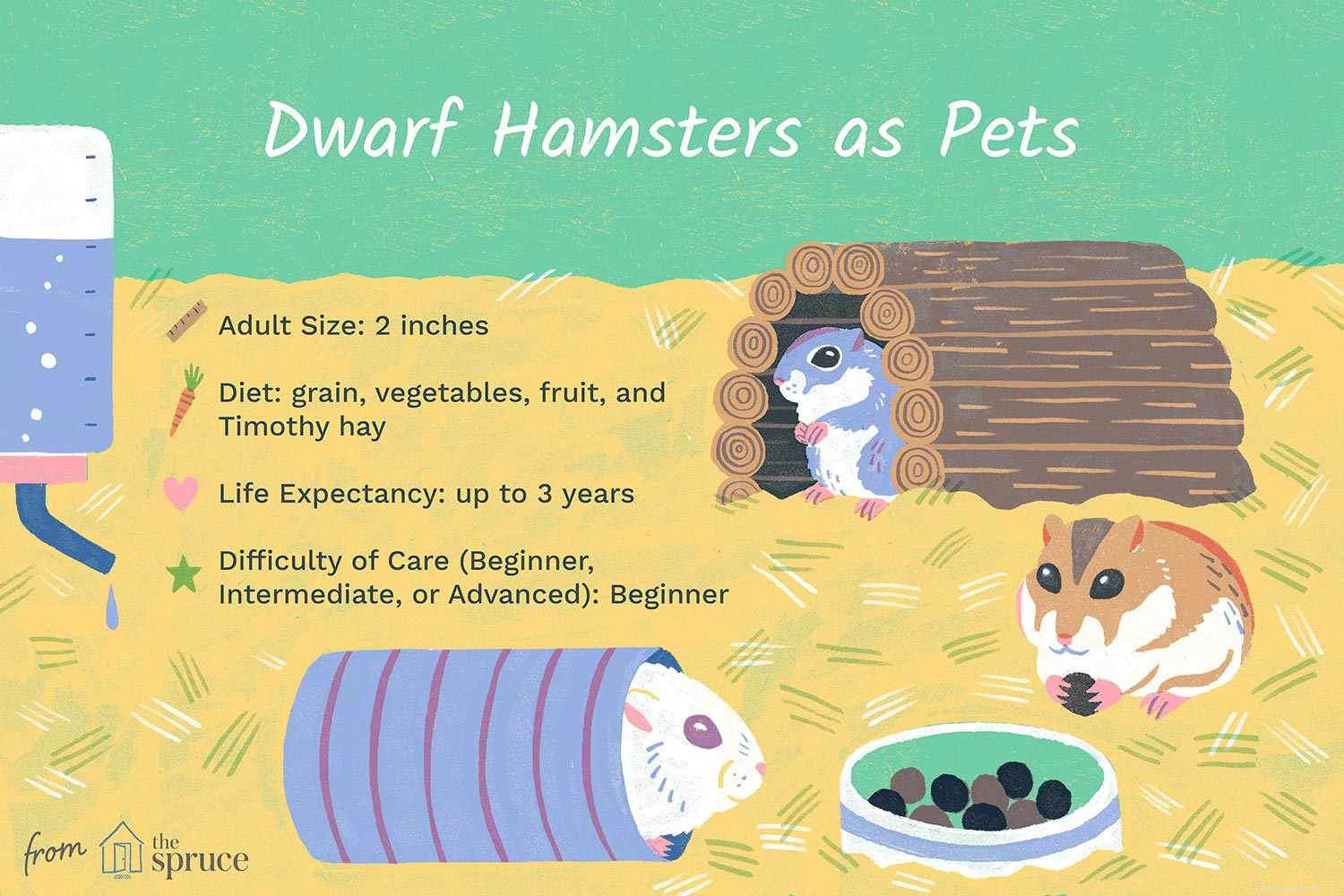 Essential Guide to Caring for Your Pet Dwarf Hamster