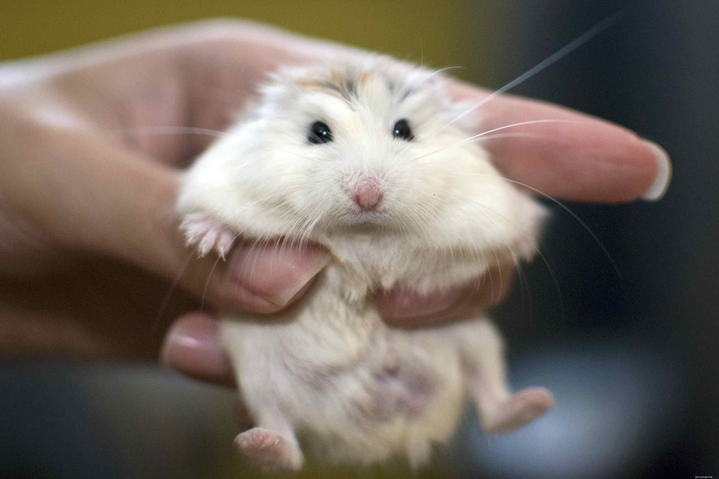 How to Determine the Sex of Your Hamster: A Simple Guide