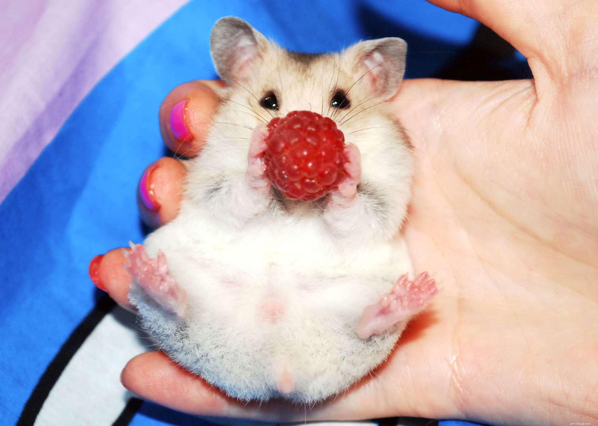 How to Determine the Sex of Your Hamster: A Simple Guide