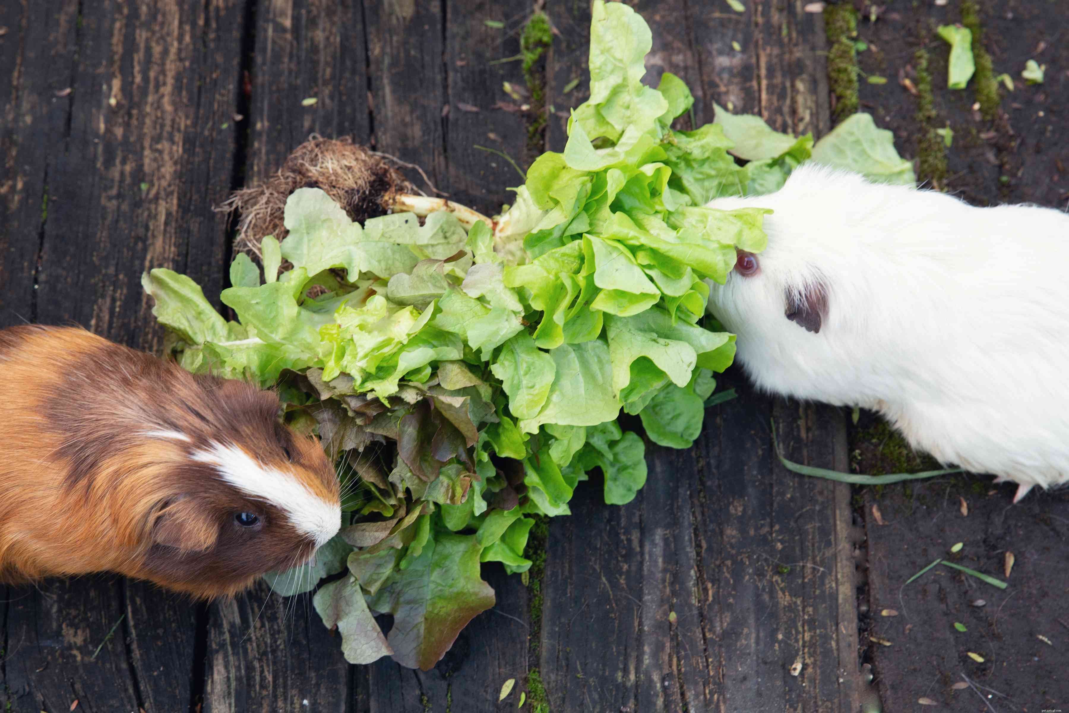 Essential Guide to Feeding Guinea Pigs: Healthy Diets & Safety Tips