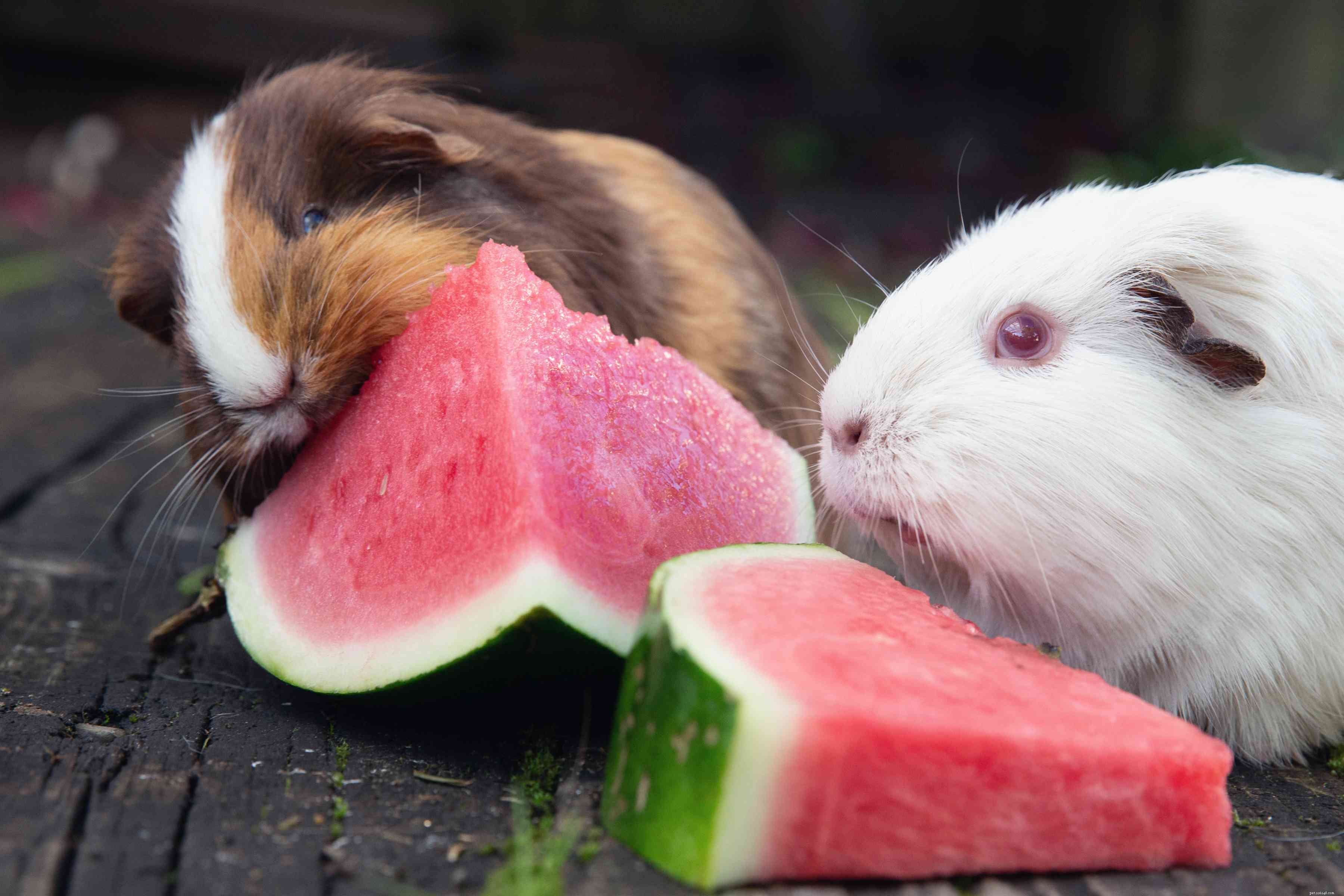 Essential Guide to Feeding Guinea Pigs: Healthy Diets & Safety Tips