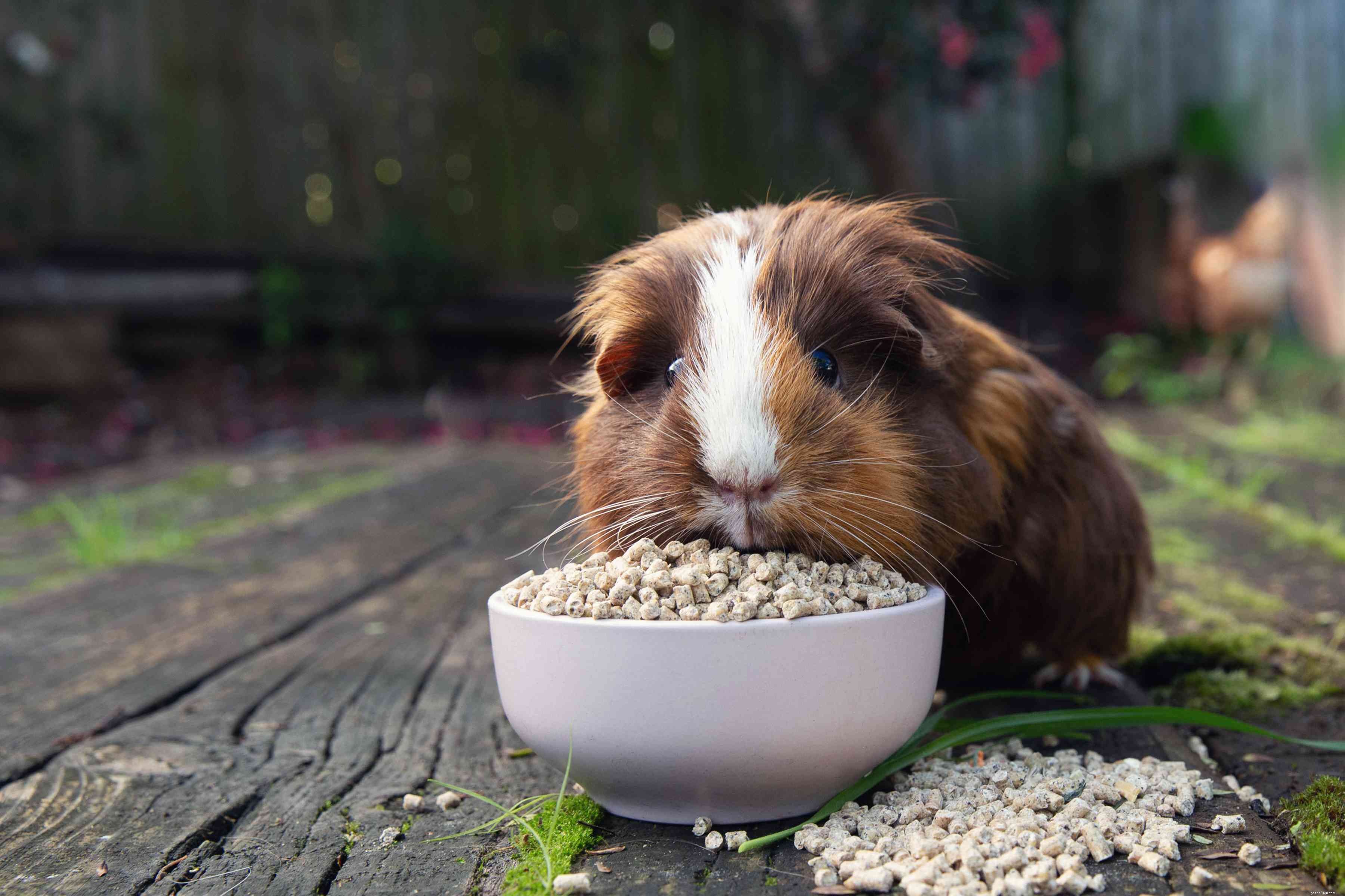 Essential Guide to Feeding Guinea Pigs: Healthy Diets & Safety Tips