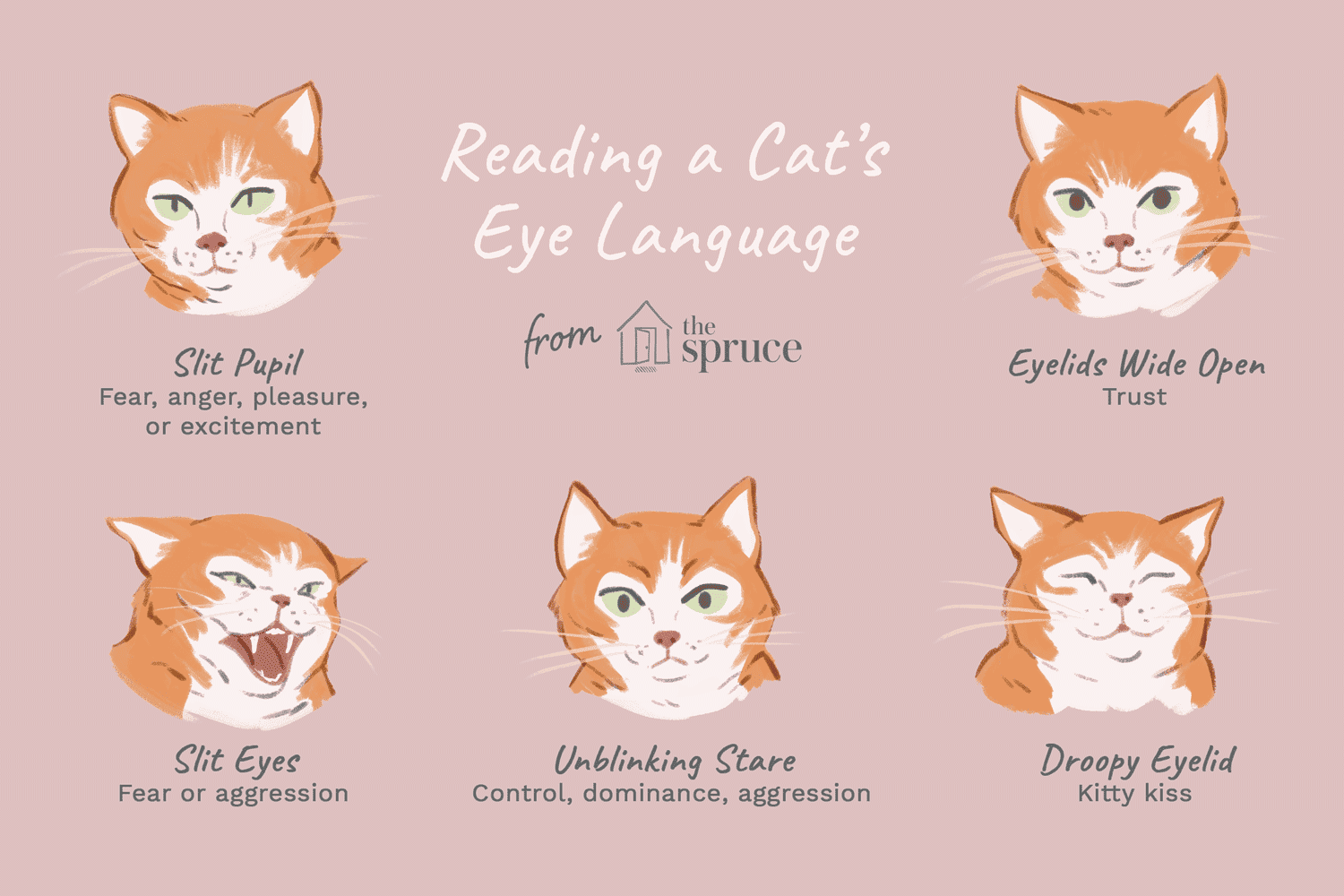 What Cat Eyes Reveal: Decoding Their Hidden Emotions