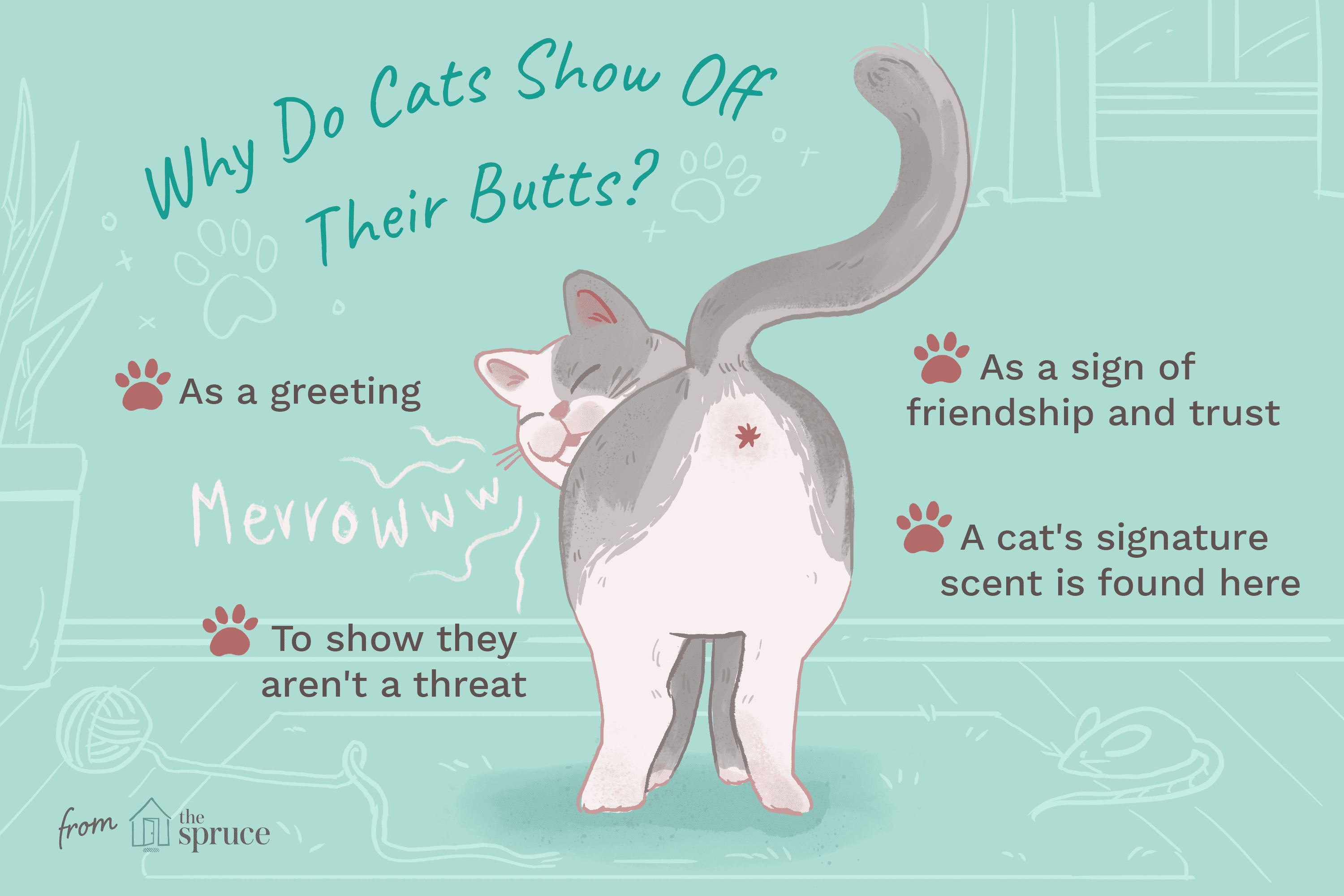 Decoding Cat Body Language: Insights into Your Feline s Communication