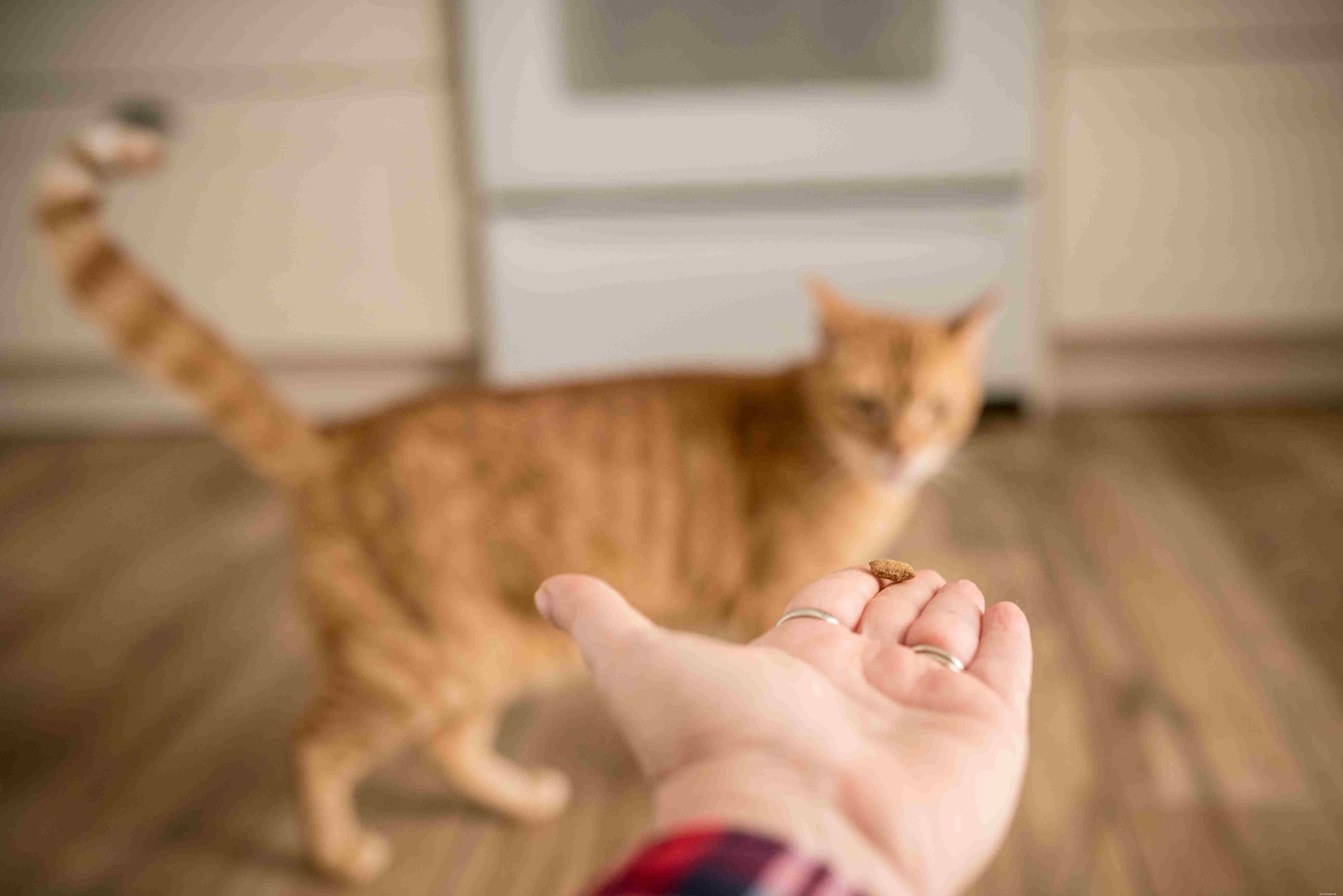 Key Cat Behavior Changes to Spot Early for Health & Happiness