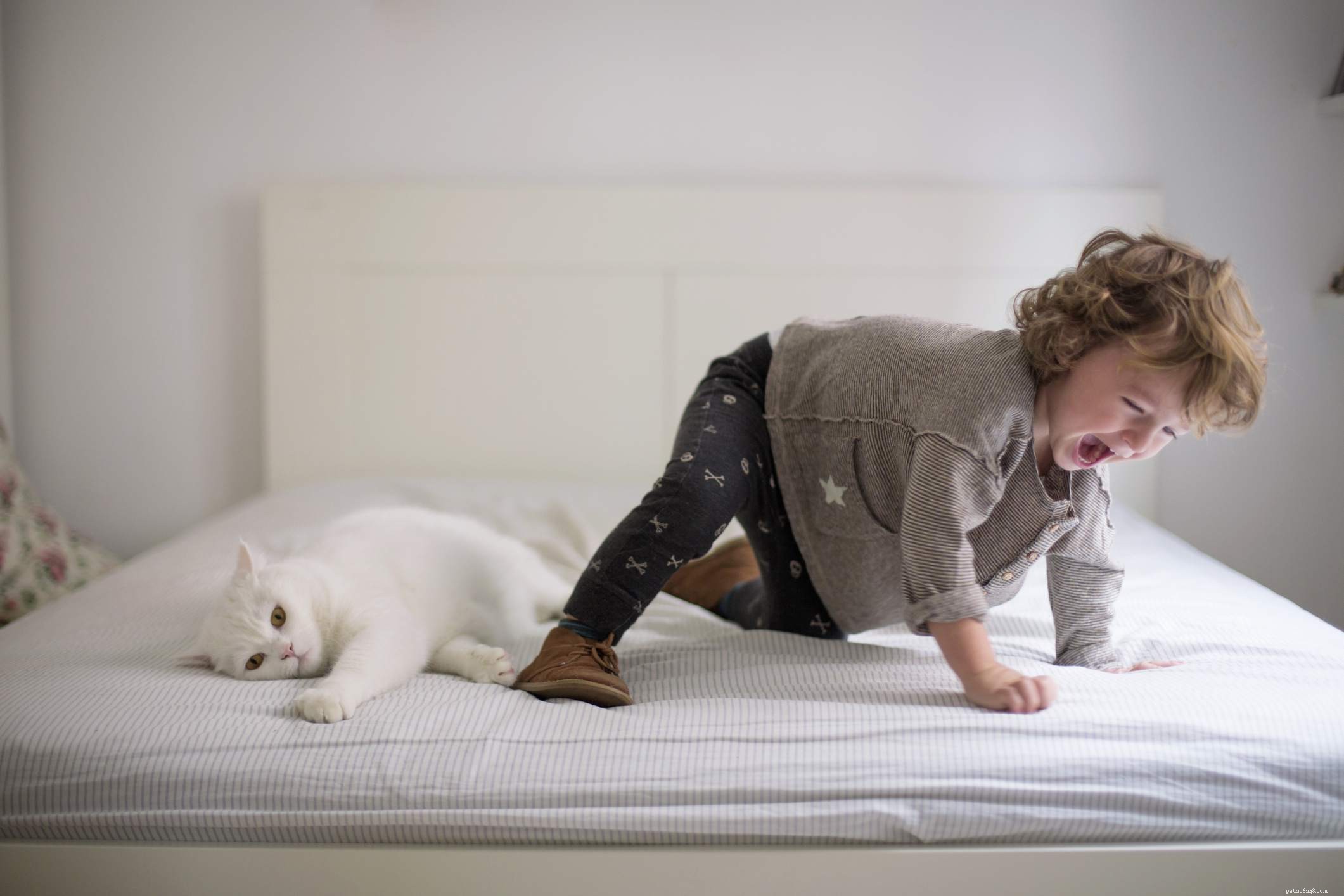 Key Cat Behavior Changes to Spot Early for Health & Happiness