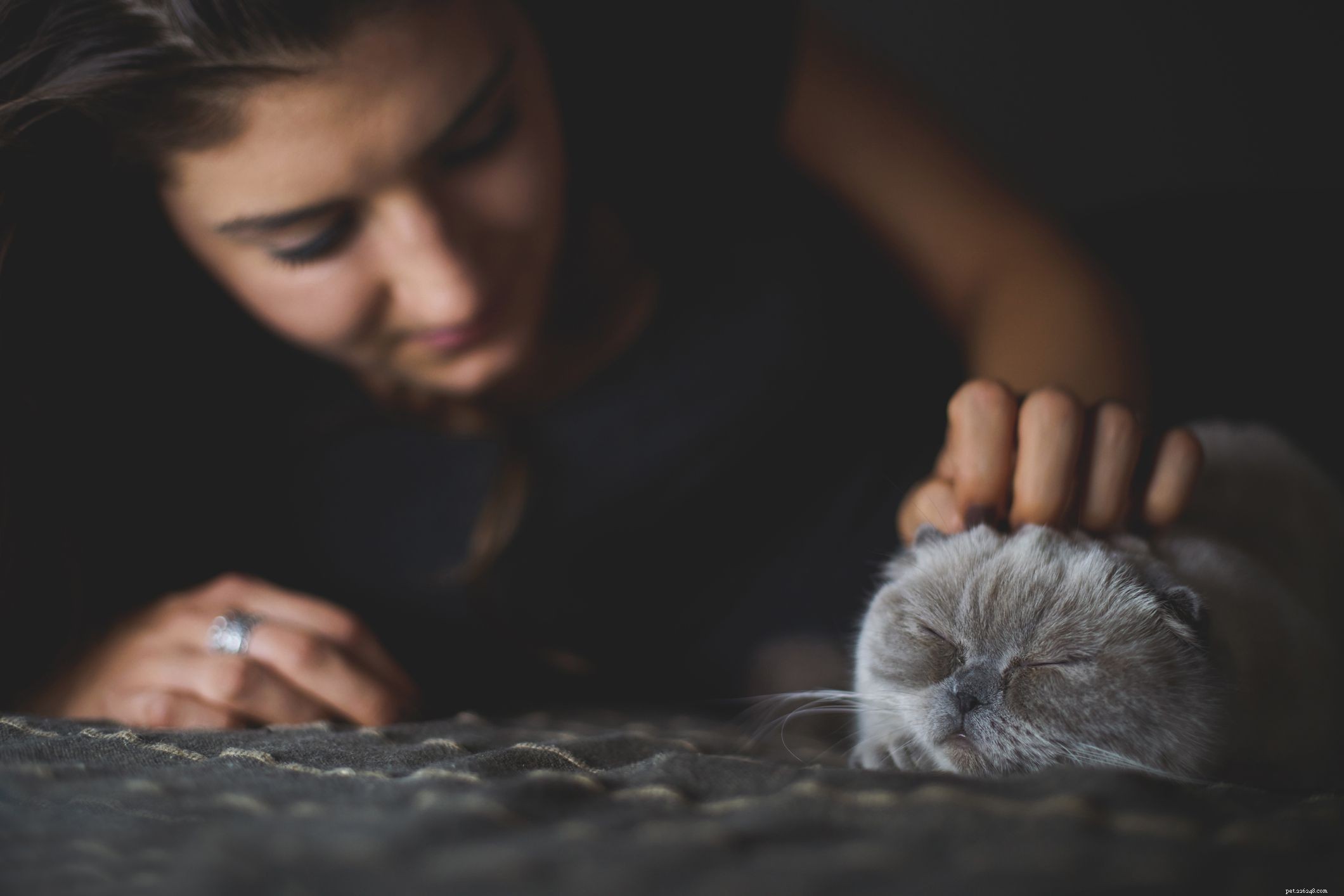 Key Cat Behavior Changes to Spot Early for Health & Happiness
