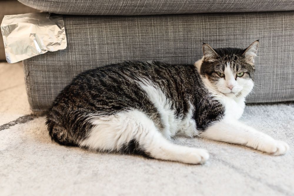 Effective Strategies for Training Your Cat: Positive Discipline Tips