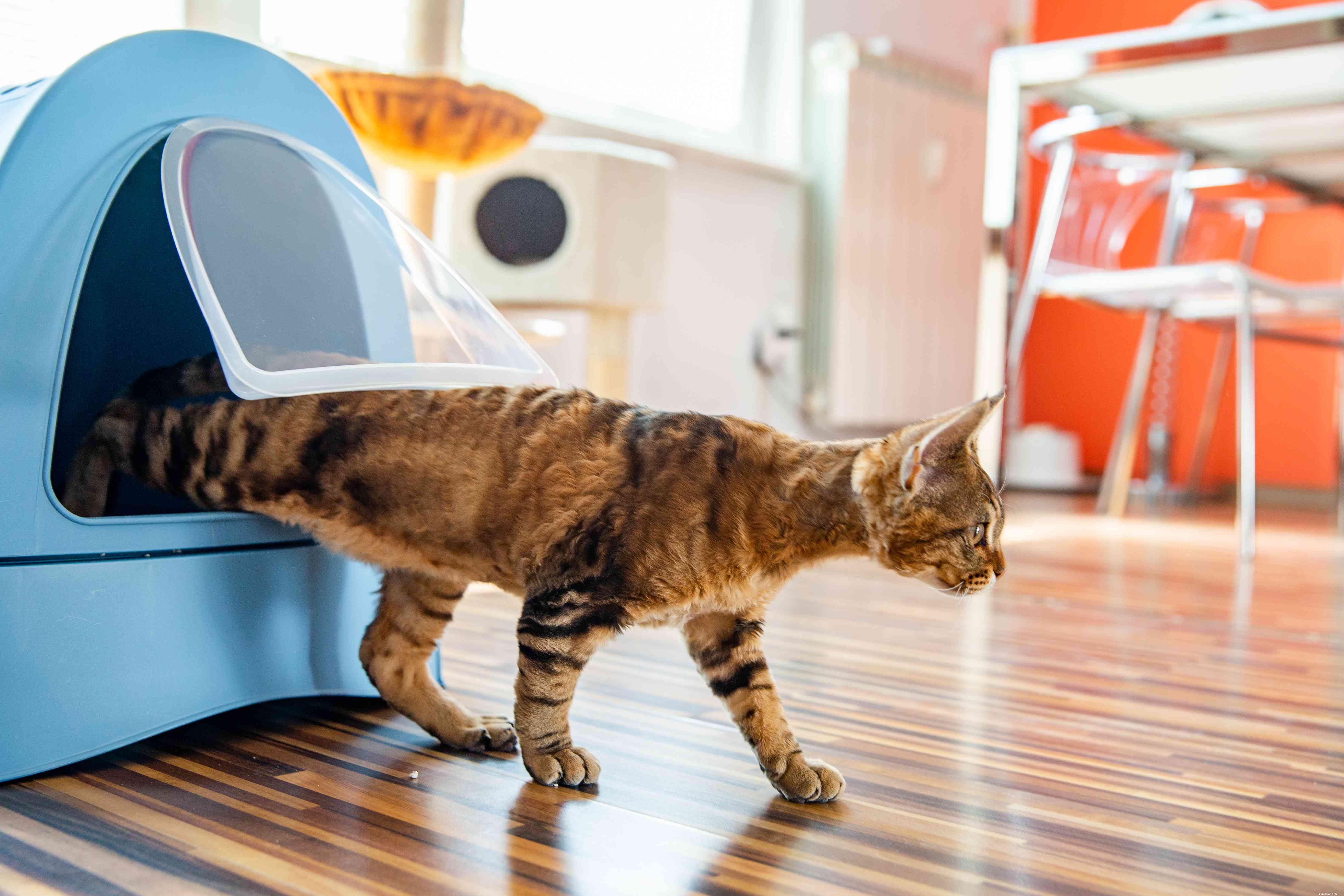 Fixing Cat Litter Box Problems: A Proven Guide to Stop Inappropriate Elimination
