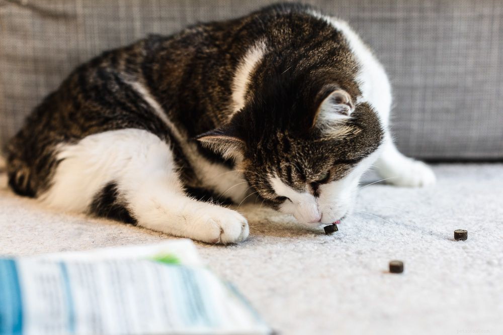 Effective Strategies for Training Your Cat: Positive Discipline Tips