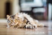 Effective Strategies for Training Your Cat: Positive Discipline Tips