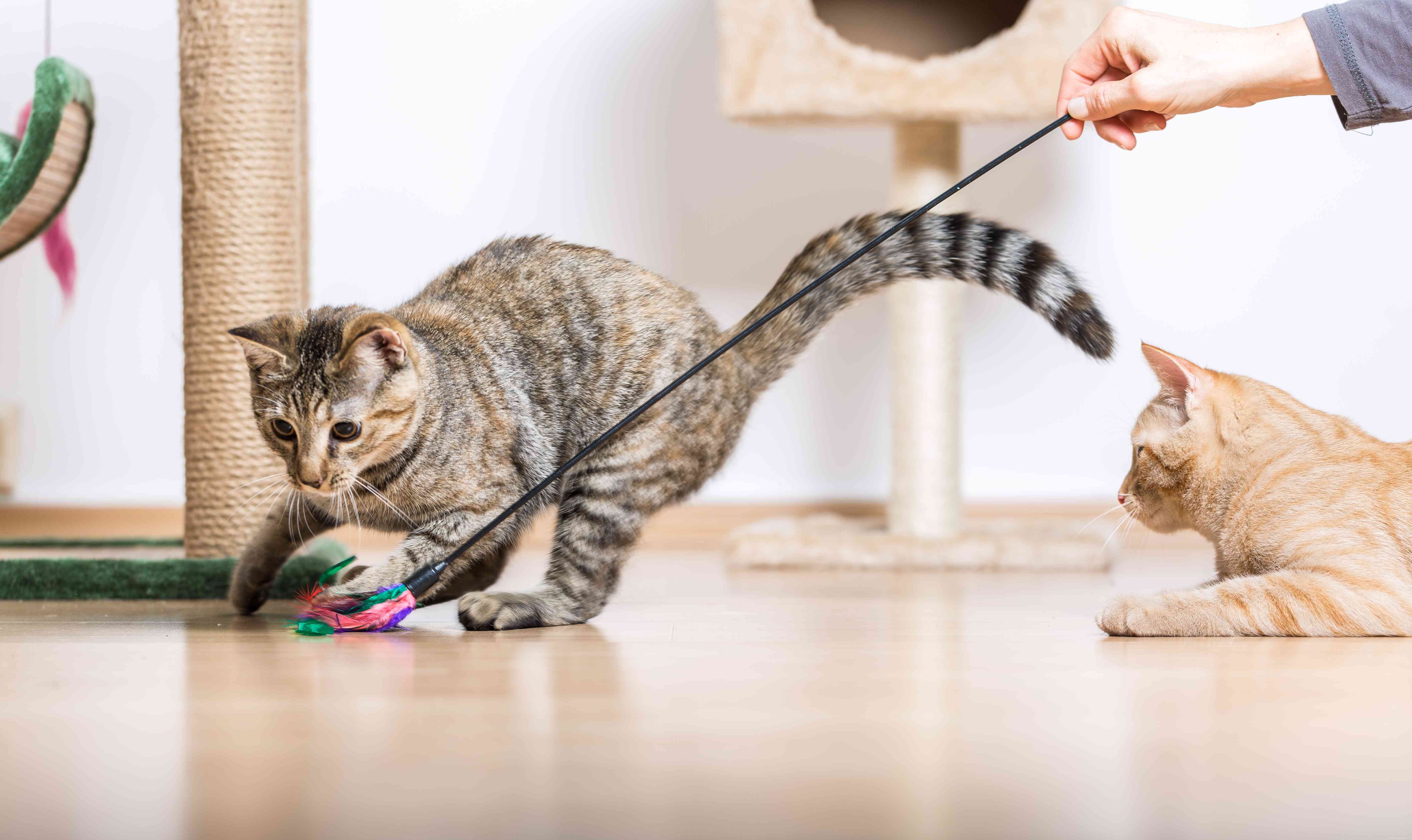 Fixing Cat Litter Box Problems: A Proven Guide to Stop Inappropriate Elimination