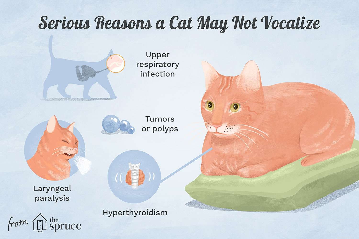 Why Your Cat Isn t Meowing: Signs of Health Issues and What to Do