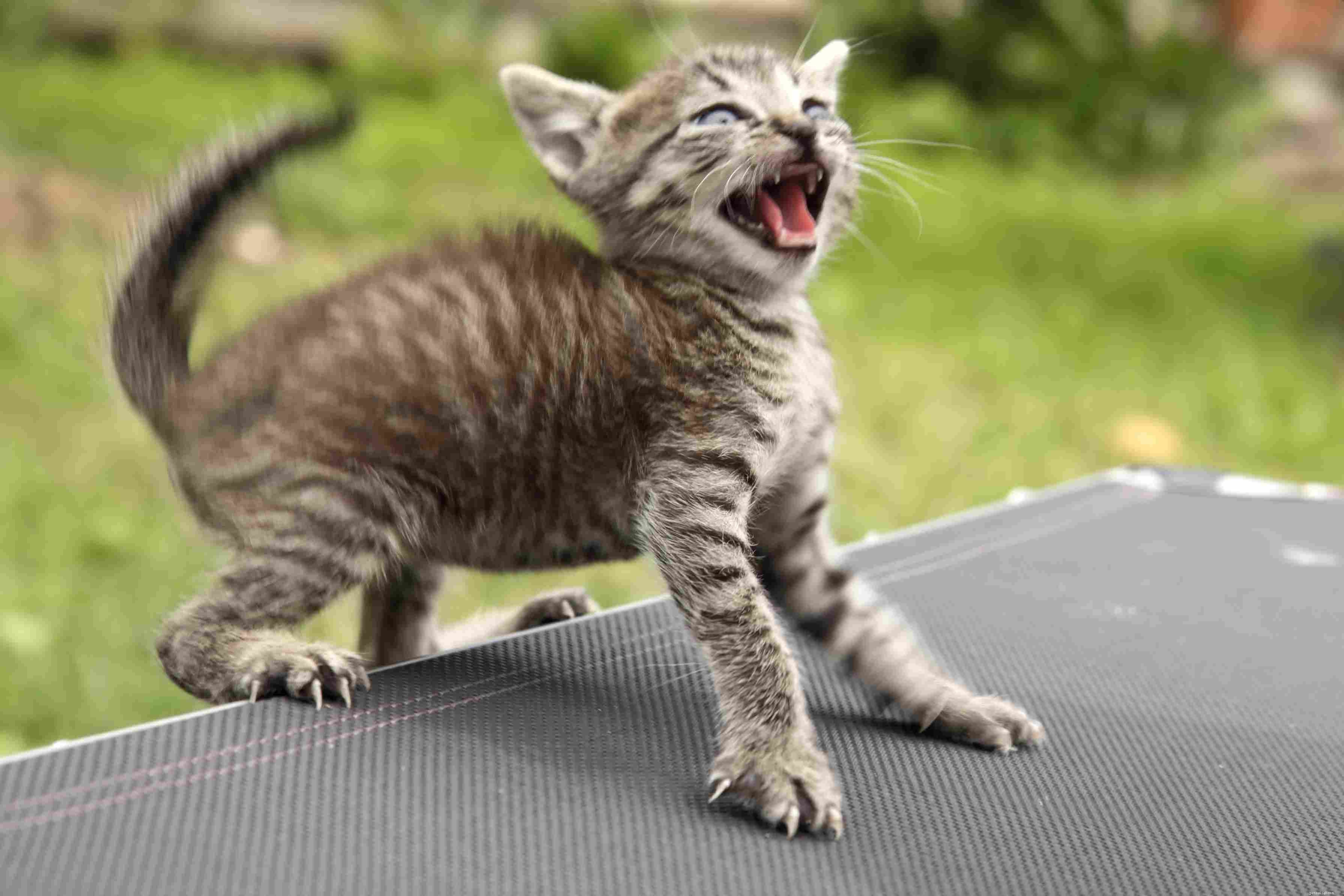 Prevent Cat Separation Anxiety: Expert Advice for Stress‑Free Vacations