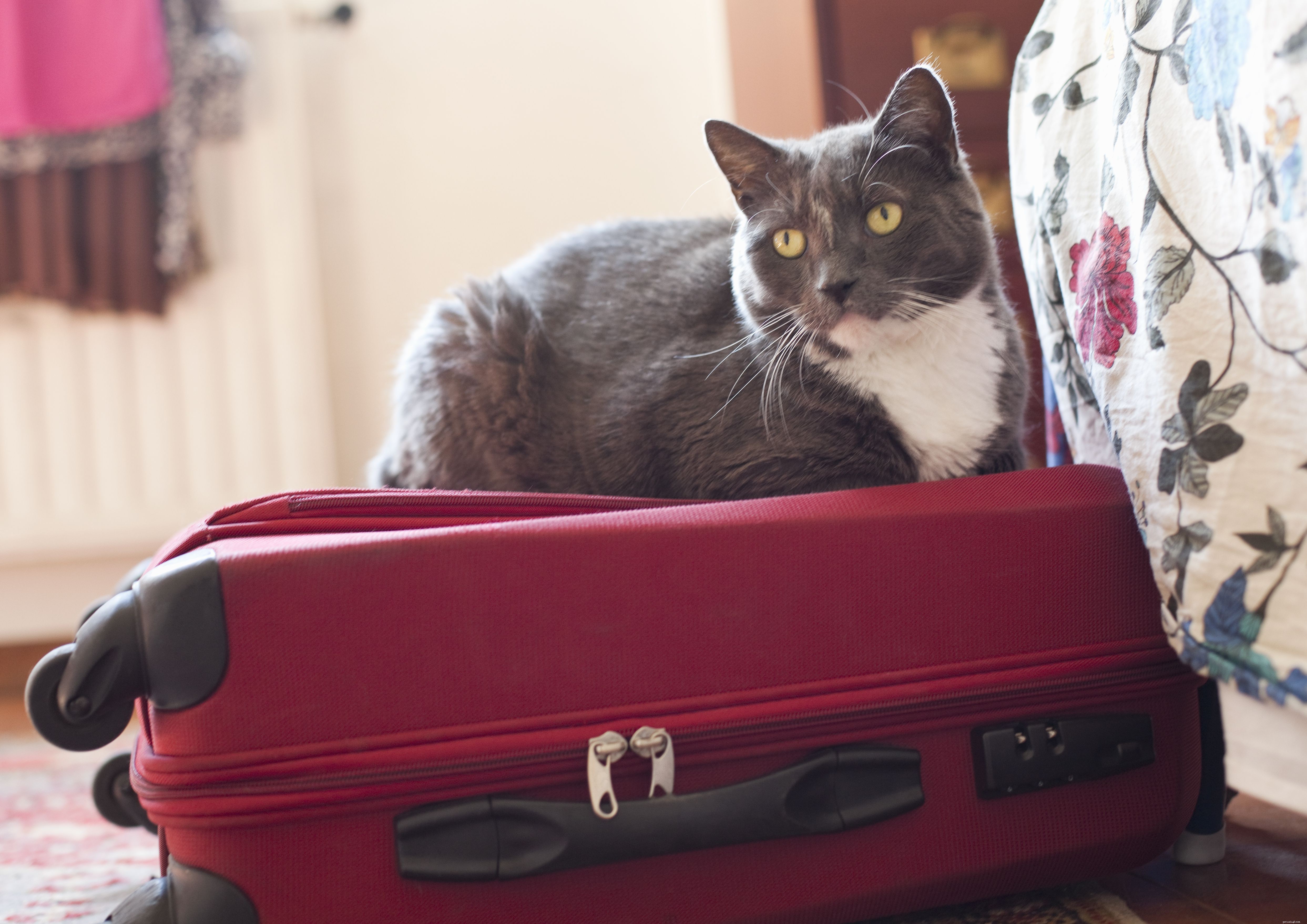 Prevent Cat Separation Anxiety: Expert Advice for Stress‑Free Vacations