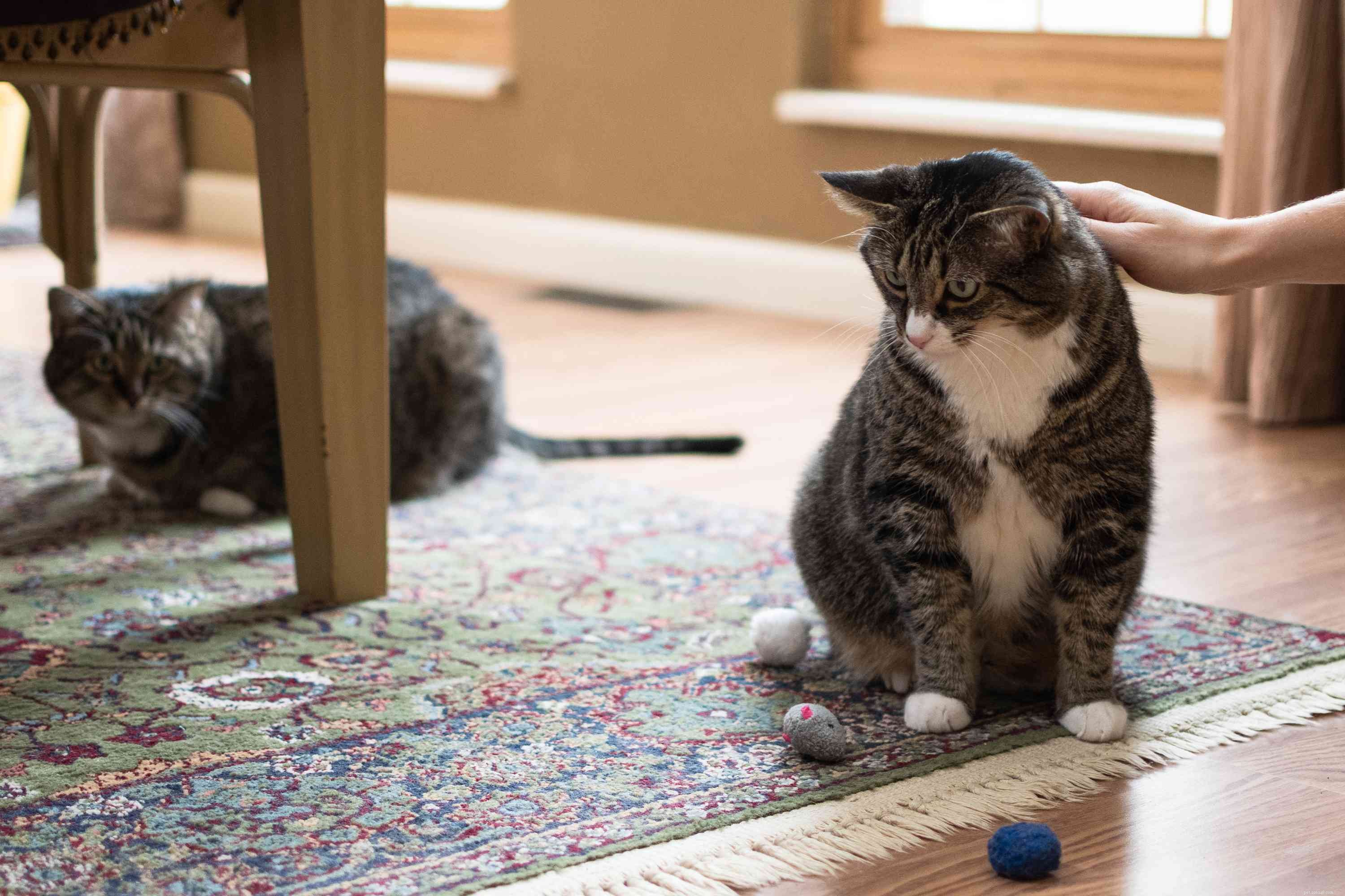 Managing Dominant and Aggressive Cat Behaviors: Tips for a Harmonious Home
