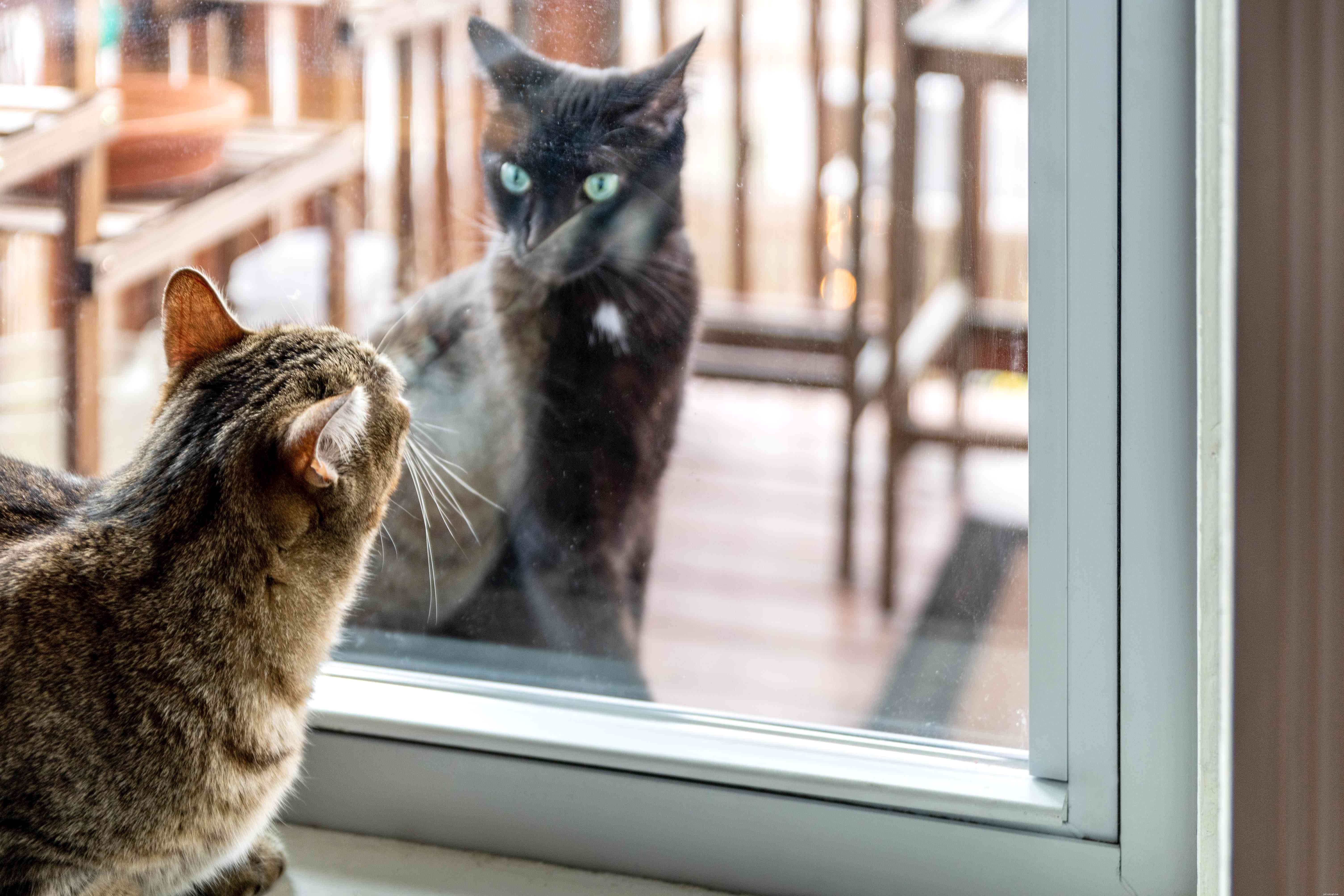 Effective Strategies to Prevent Cat Biting and Scratching