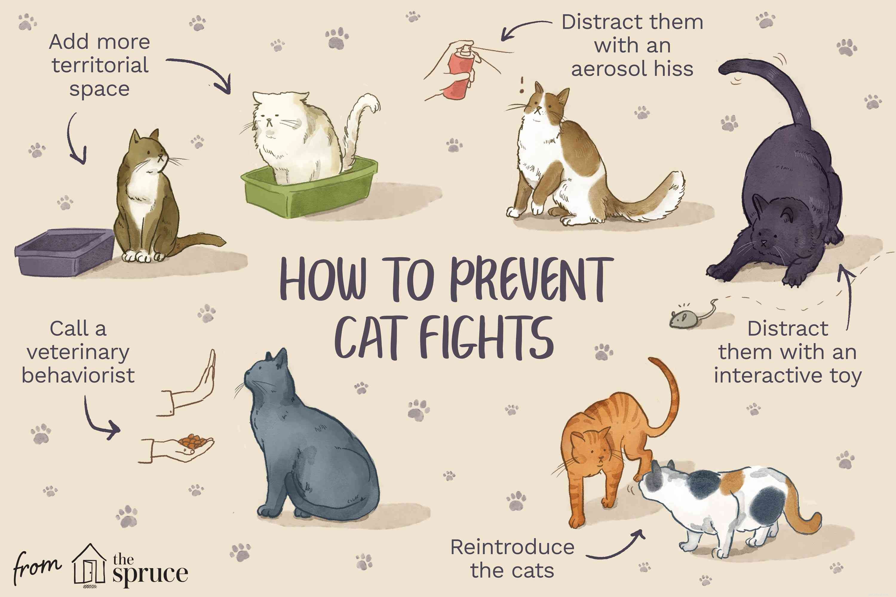 Stop Cat Aggression: Proven Steps to Calm Fights & Build Harmony