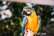 Vasa Parrot Profile: Size, Care, and Personality