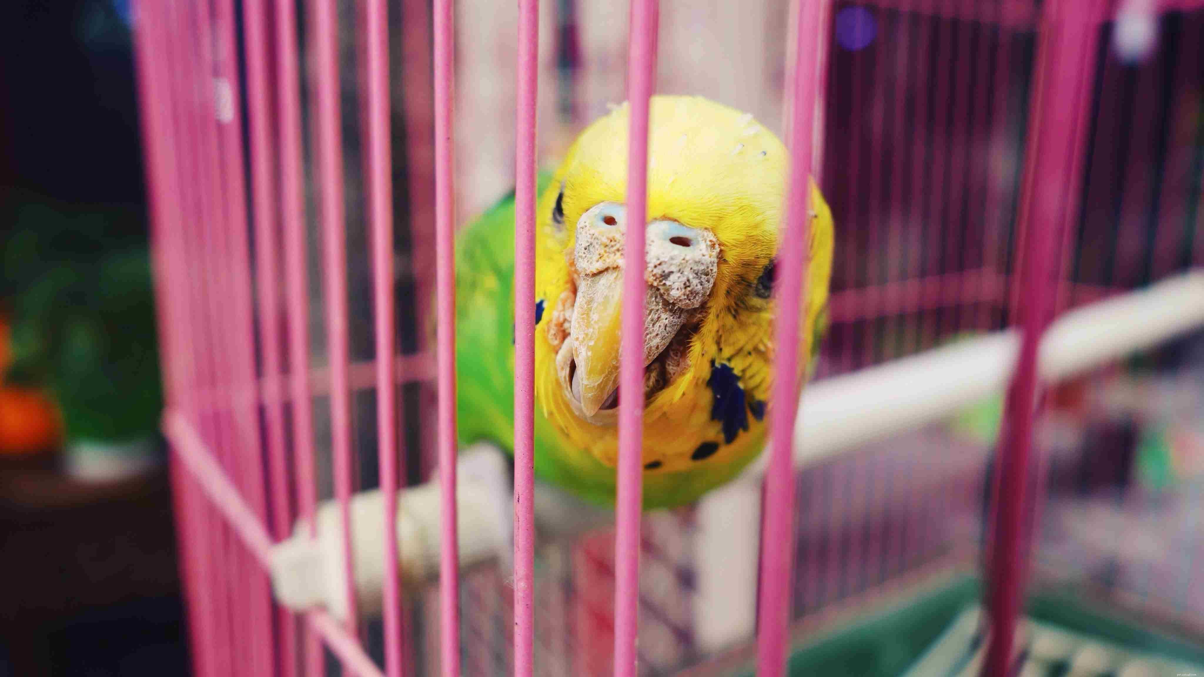 Training Your Dog to Coexist Safely with Pet Birds