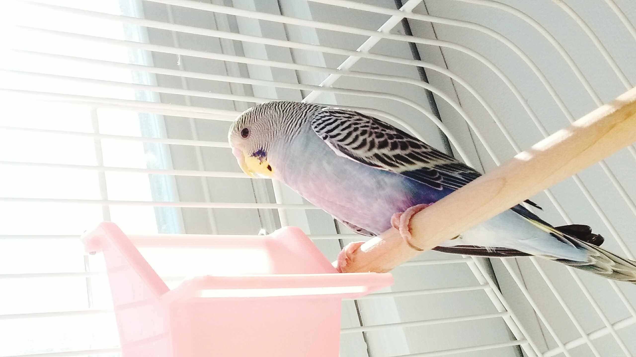 How to Clean Your Bird’s Cage: A Step‑by‑Step Guide for a Healthy, Happy Home