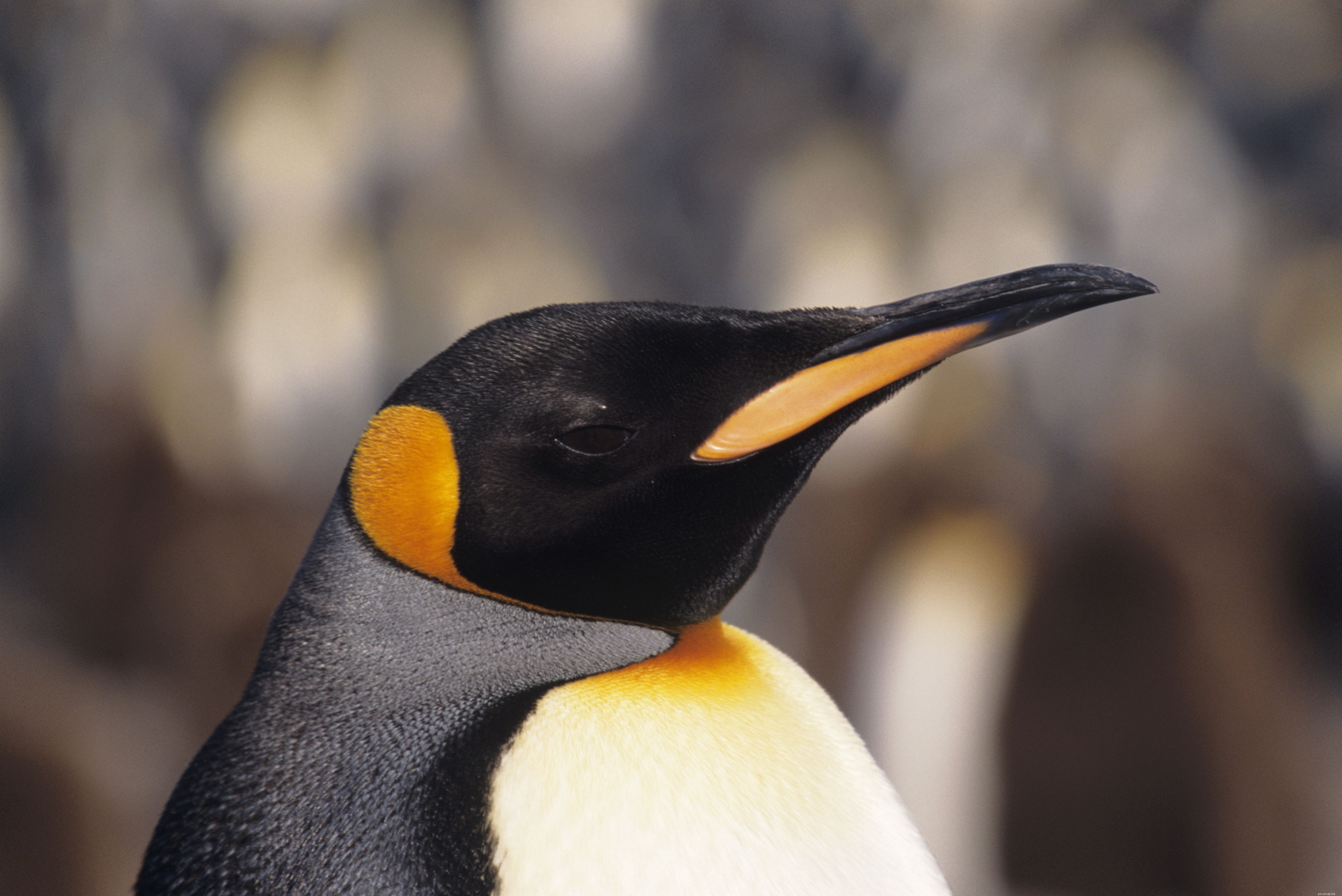 Understanding Pinfeathers: What They Are and How They Look on Birds