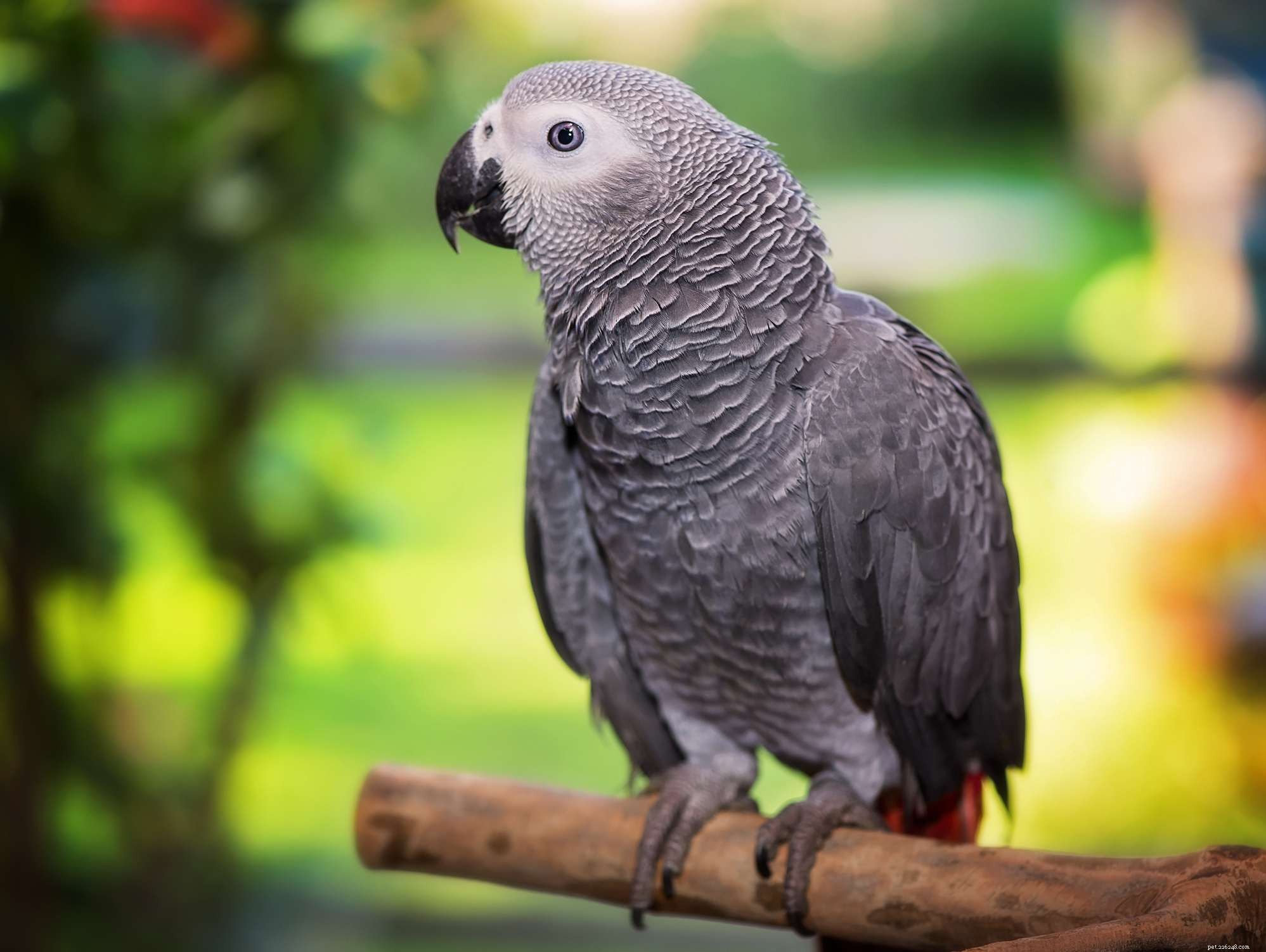 How to Choose a Talking Bird: A Guide to Finding a Vocal Companion