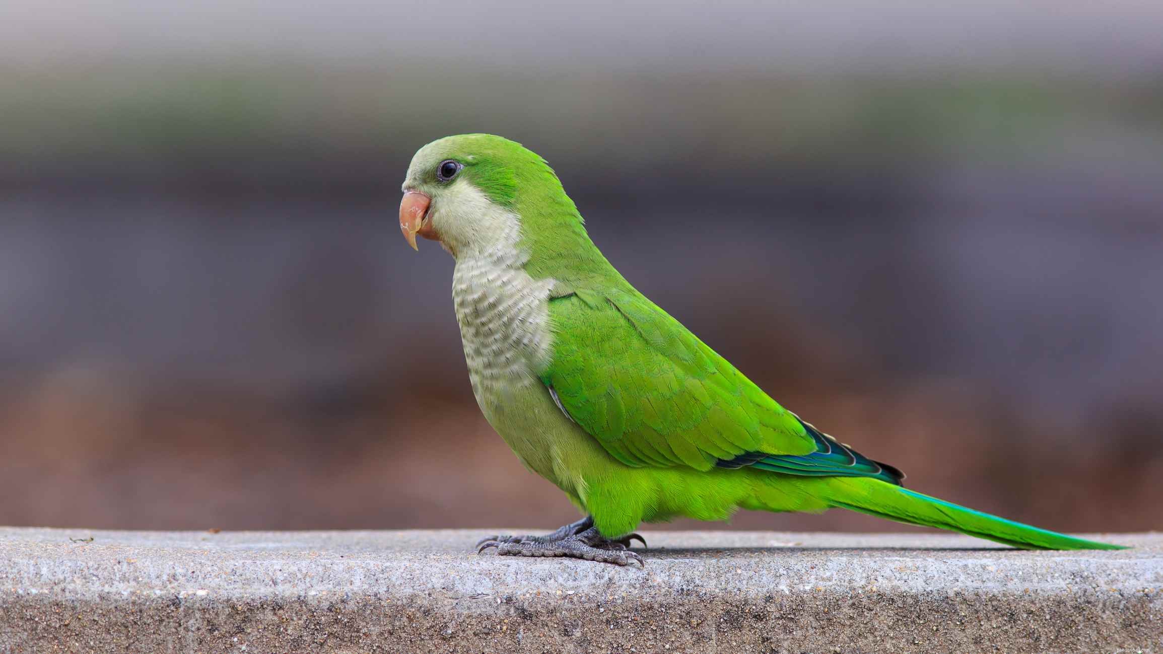 How to Choose a Talking Bird: A Guide to Finding a Vocal Companion