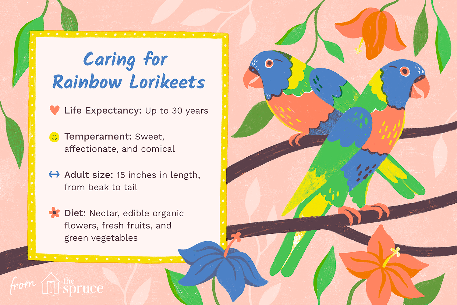 Rainbow Lorikeets: Comprehensive Care Guide & Species Insights