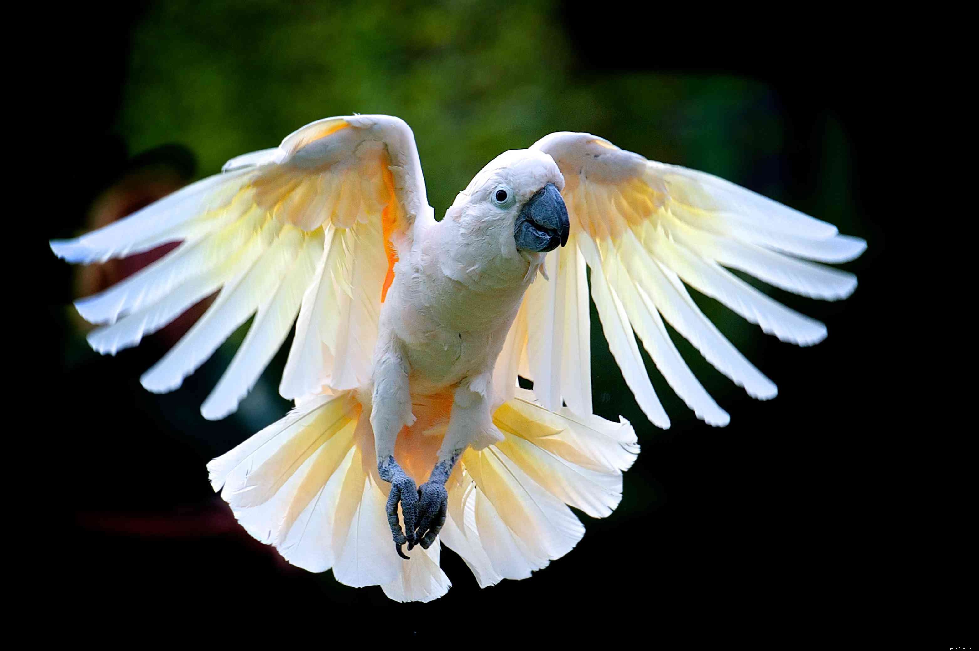 Choosing the Right Pet Bird: Key Factors to Consider