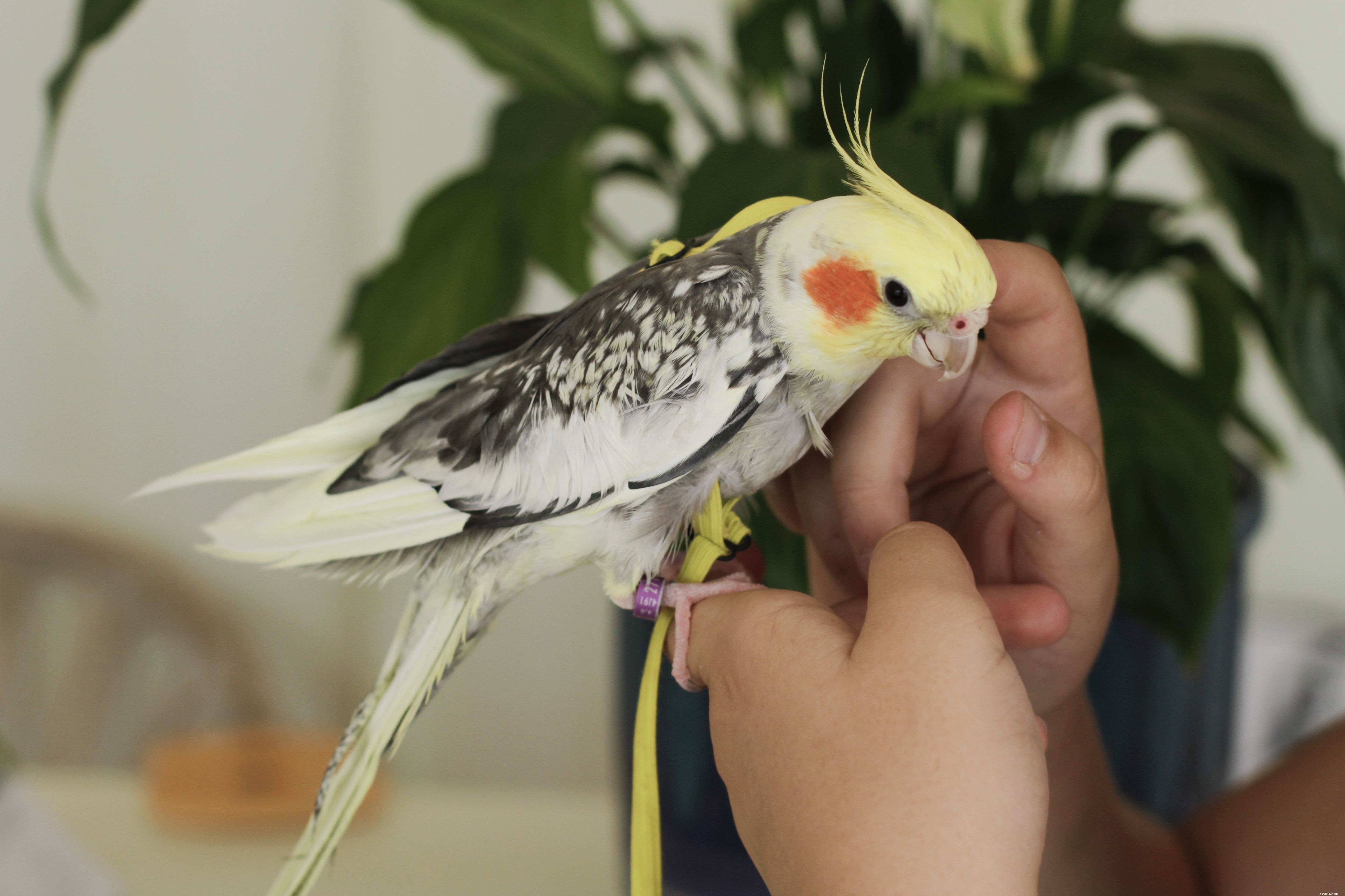 Choosing the Right Pet Bird: Key Factors to Consider