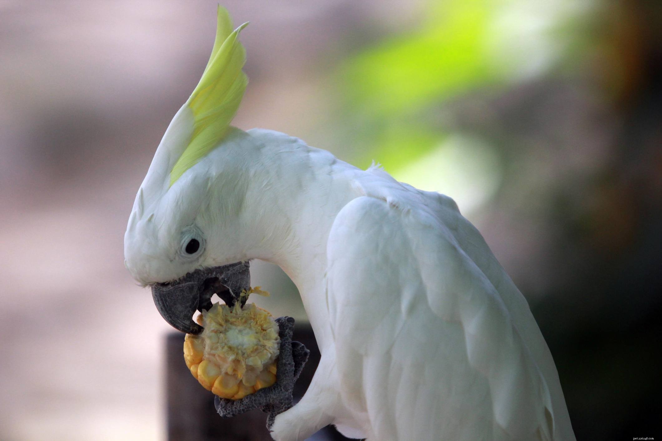 Parrot Nutrition Essentials: A Comprehensive Guide