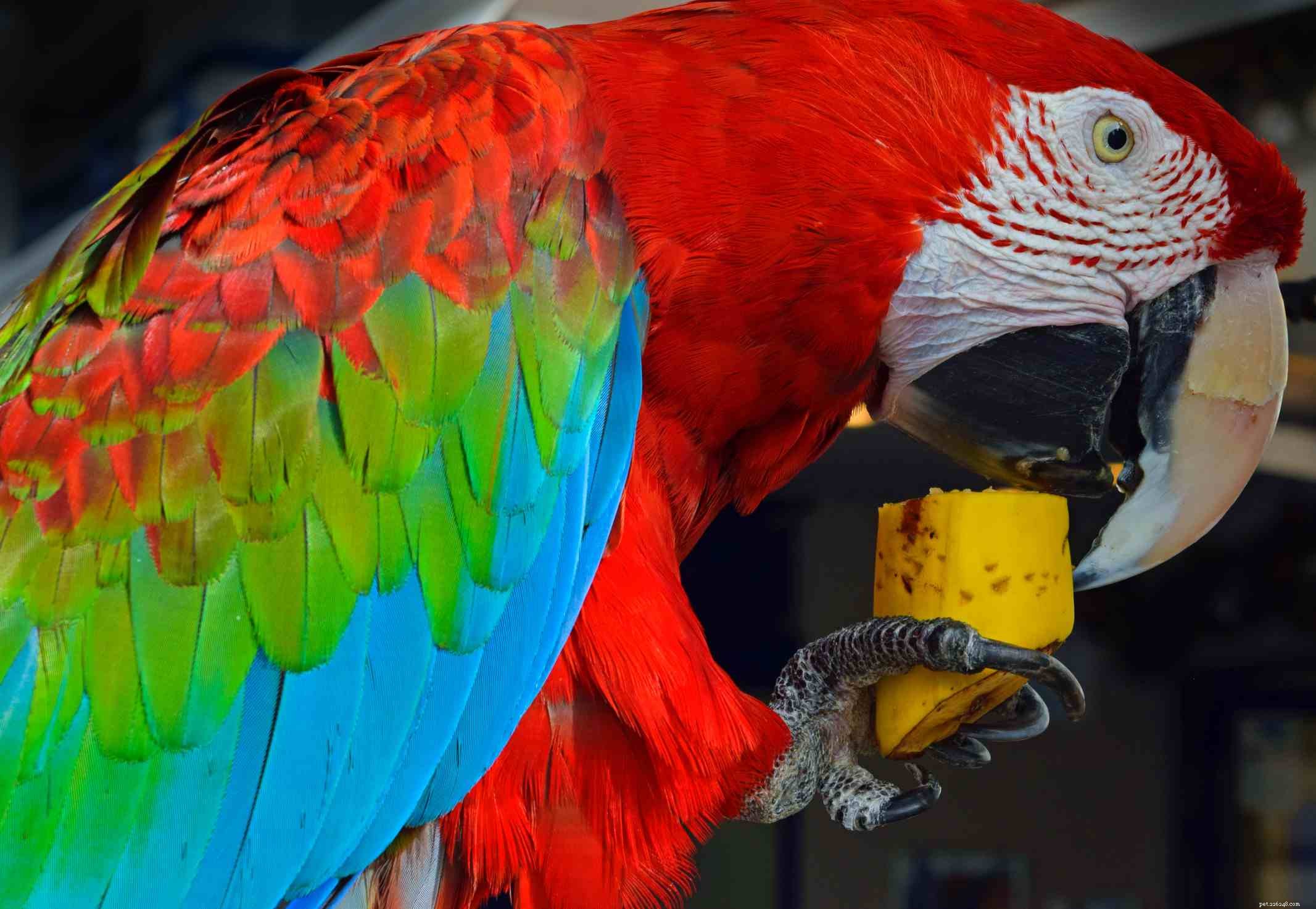 Parrot Nutrition Essentials: A Comprehensive Guide
