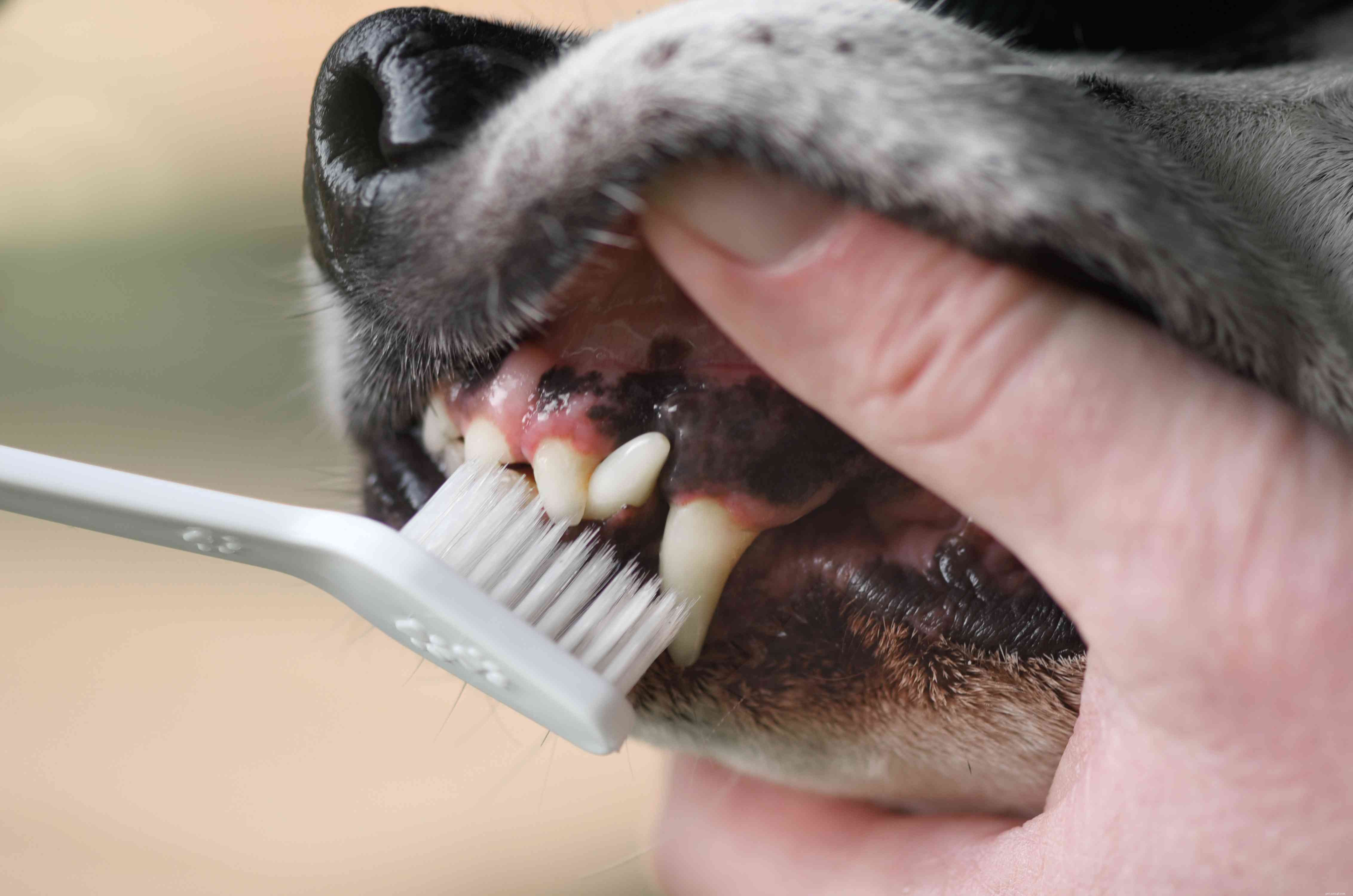 What Your Dog’s Gum Color Reveals About Their Health