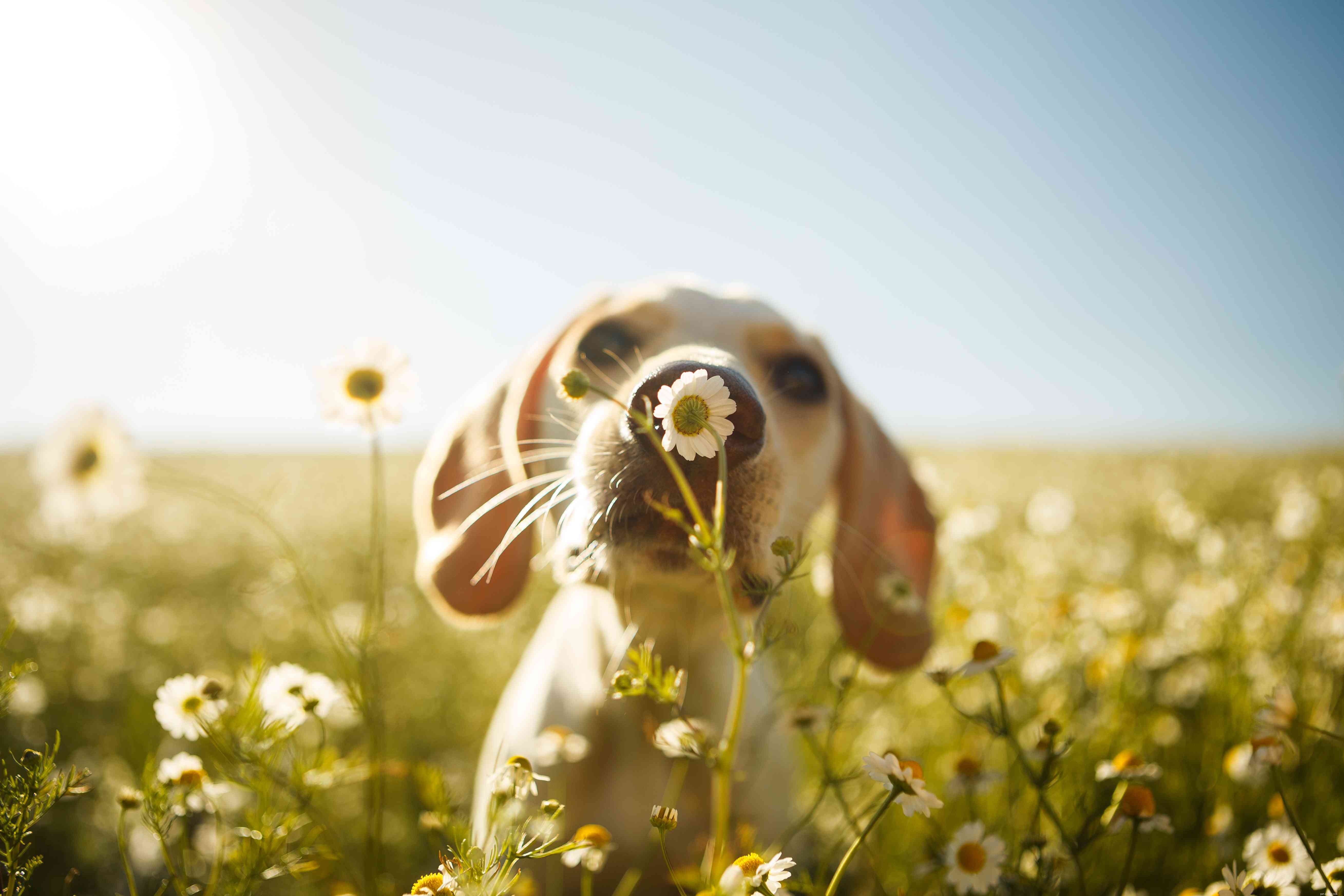 15 Classic Dog Names That Stand the Test of Time