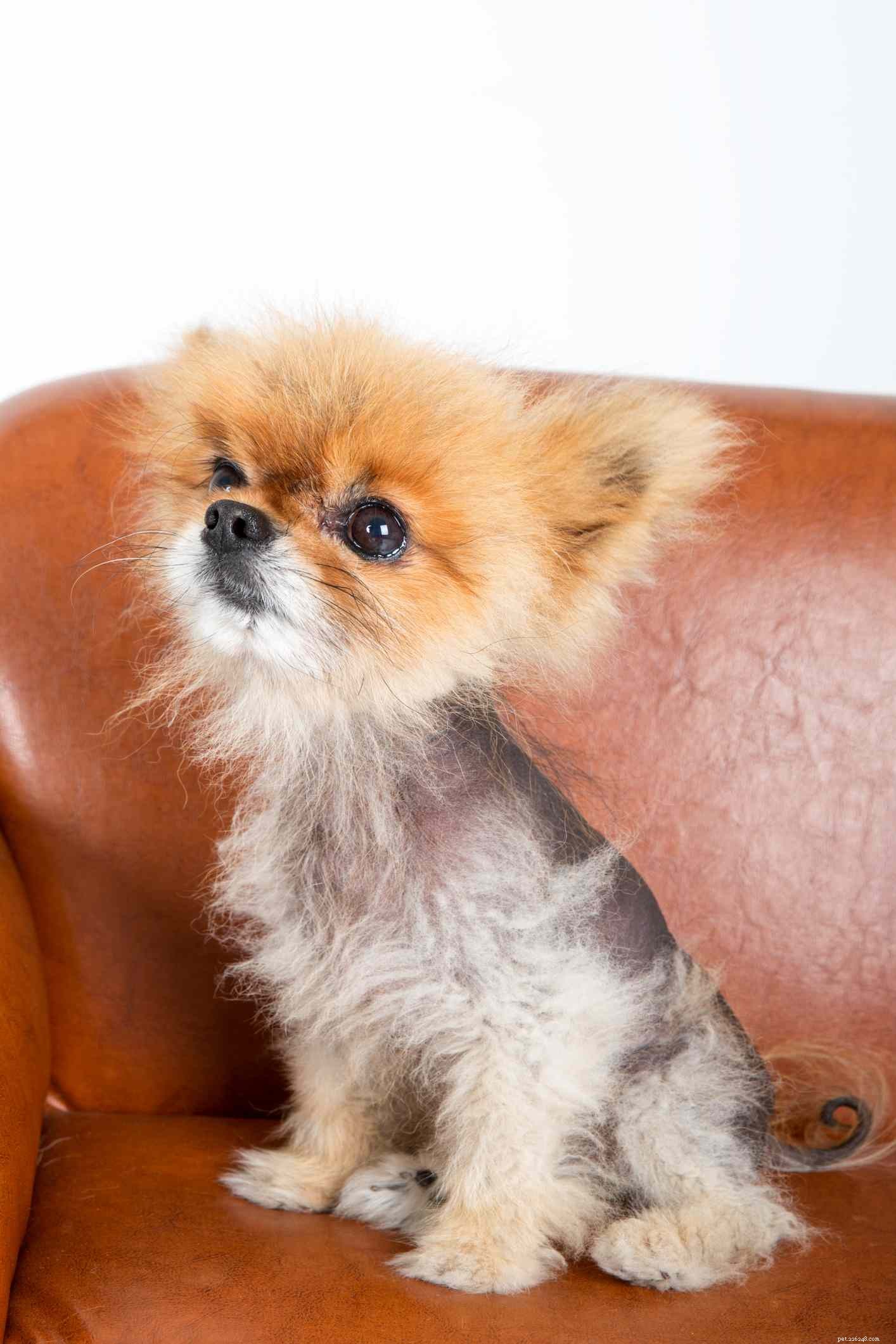 Understanding Dog Alopecia: Causes, Diagnosis, and Treatment