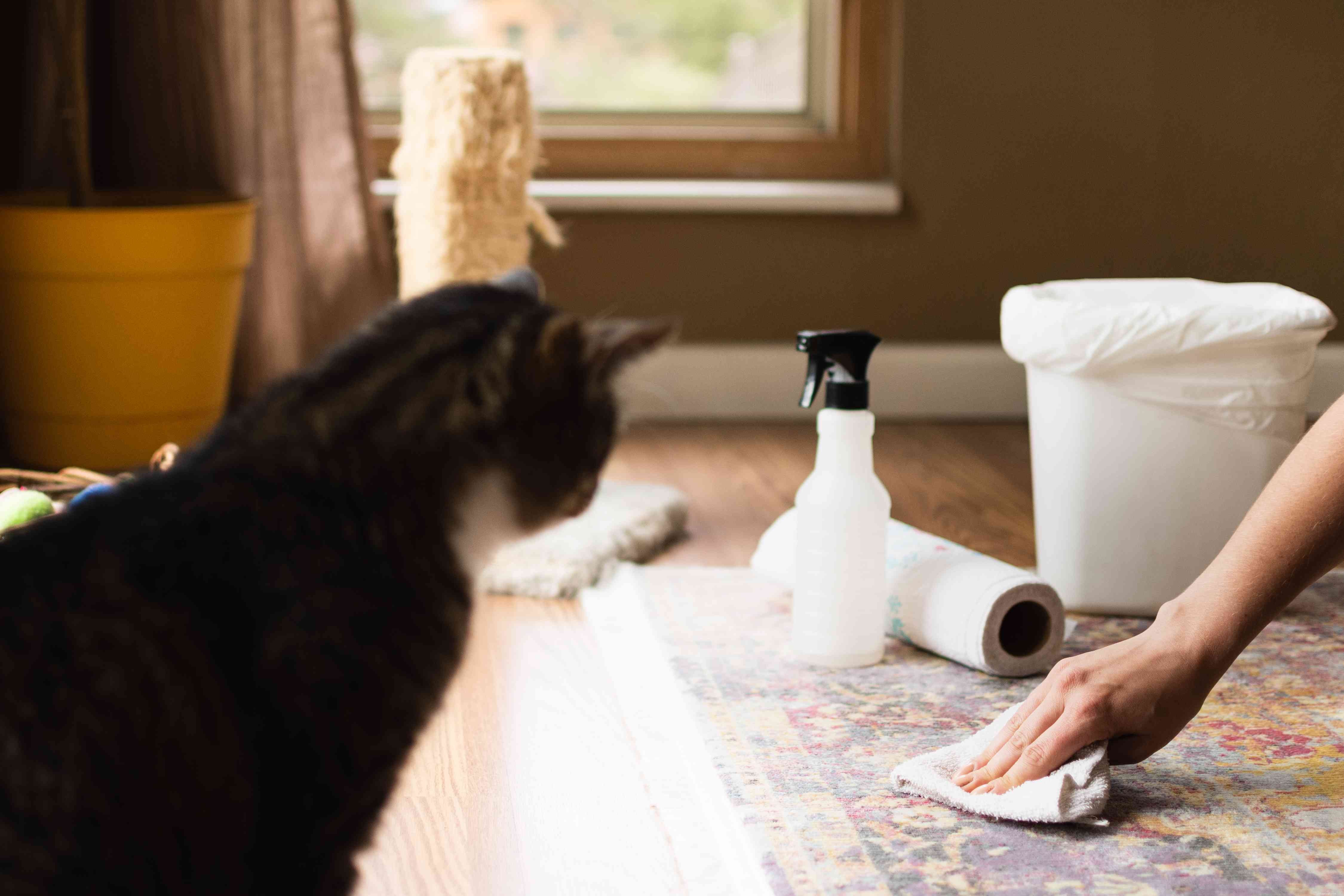 Maintaining a Spotless Home with Indoor Pets: Practical Tips