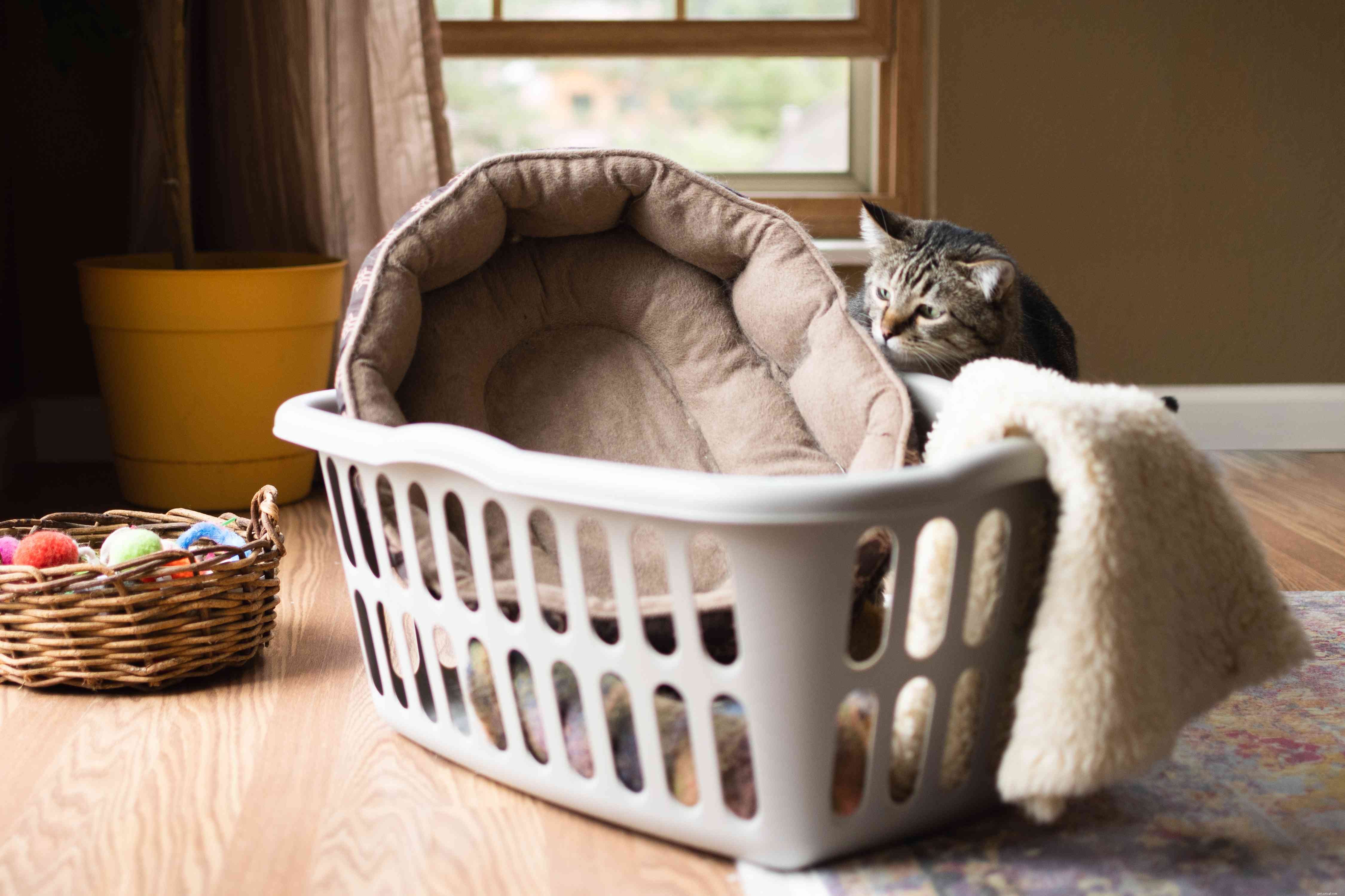 Maintaining a Spotless Home with Indoor Pets: Practical Tips