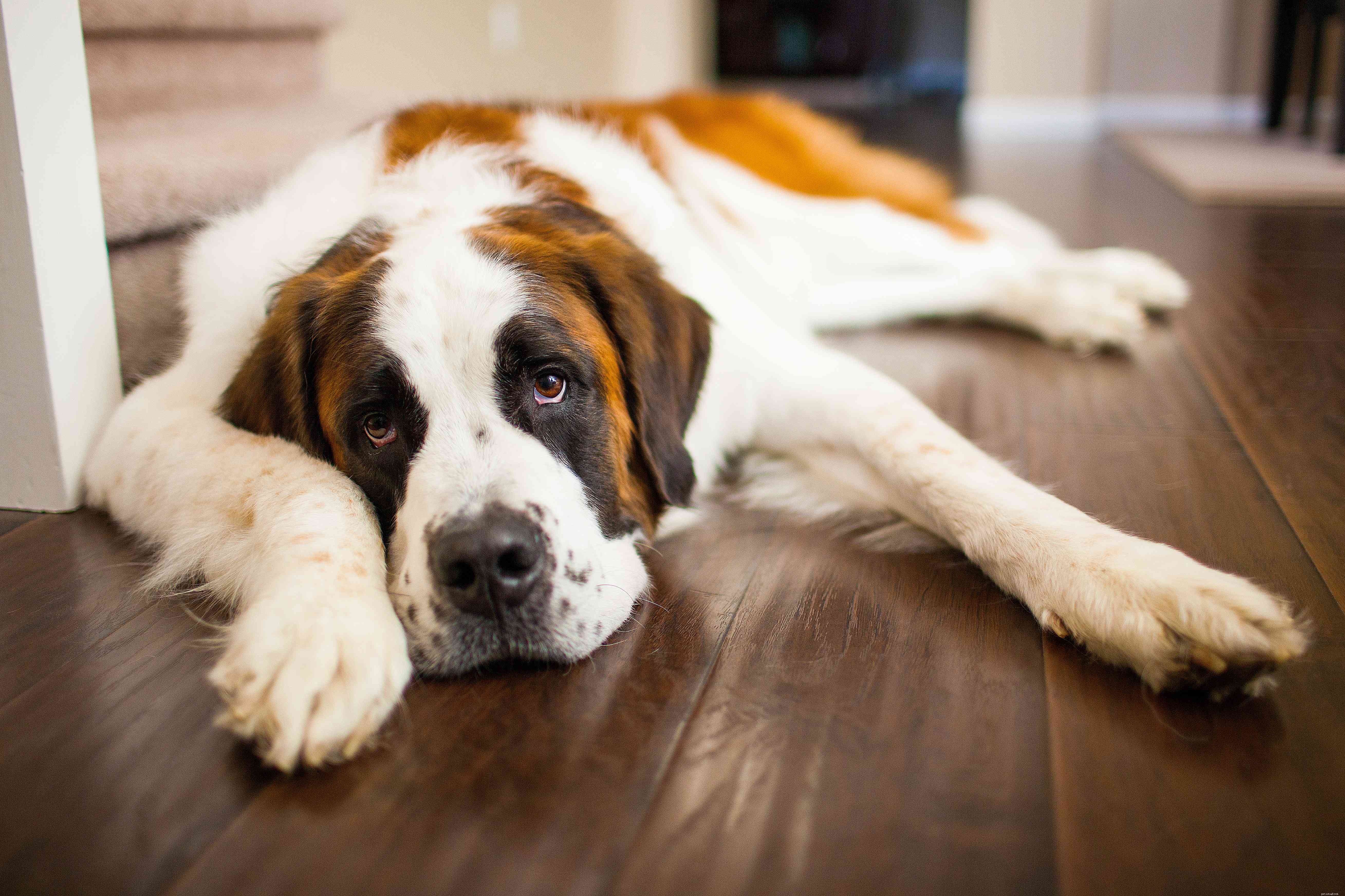 Top 19 Names for Large Dogs: Strong, Stylish, and Playful Picks